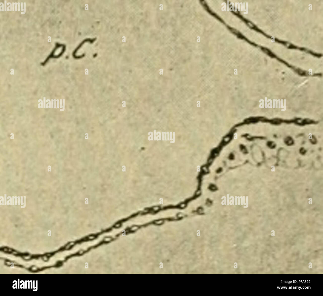 Questa immagine mostra una sezione attraverso un embrione di pollo in una fase di sviluppo specifica, concentrandosi sugli organi e le strutture interne. L'illustrazione evidenzia le caratteristiche embrionali chiave, come la faringe e la mesenteria ventrale, importanti per comprendere lo sviluppo dei pulcini e l'embriologia. Foto Stock
