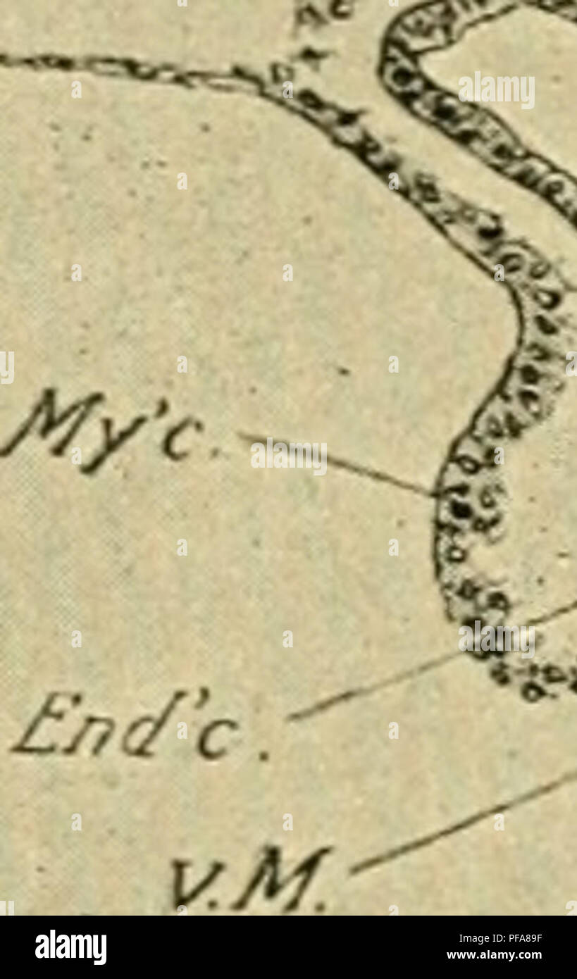 Questo lavoro di Frank Rattray Lillie fornisce un'introduzione allo studio dell'embriologia, concentrandosi sullo sviluppo dell'embrione di pulcino. Esplora le fasi chiave dello sviluppo embrionale e i processi che guidano la formazione di tessuti e organi. Foto Stock