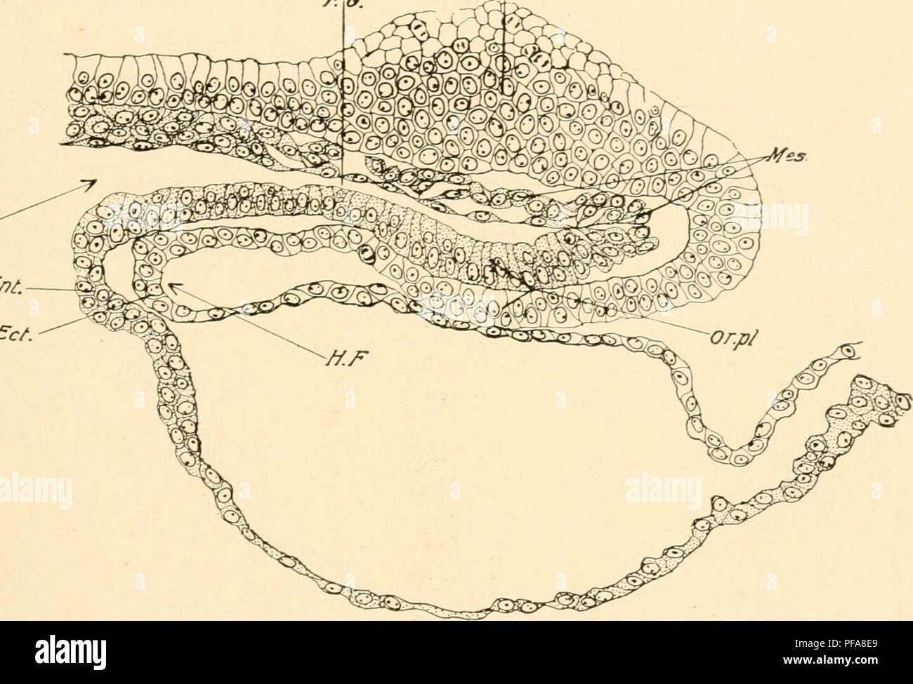 . Lo sviluppo del pulcino; un introduzione alla embriologia. Uccelli -- embriologia. Testa-piega A DODICI SOMITI 95 Un altro luogo di fusione tra il fore-gut e la ecto- derm è tlie cosiddetta piastra orale (membrana faringea), che occupa una metà posizione ventrale all'estremo estremità anteriore della cavità parietale soddisfare posteriore della piastra orale (Figg. 67 e 75). Sezioni trasversali mostrano la piastra orale per essere premuta al di sotto del livello della superficie ventrale della testa allo stadio di 10 somiti (Fig. 55), una condizione che aumenta, come sviluppo J7 /=" /TFF. ^IjO. £/)t.. £-c/. F Foto Stock
