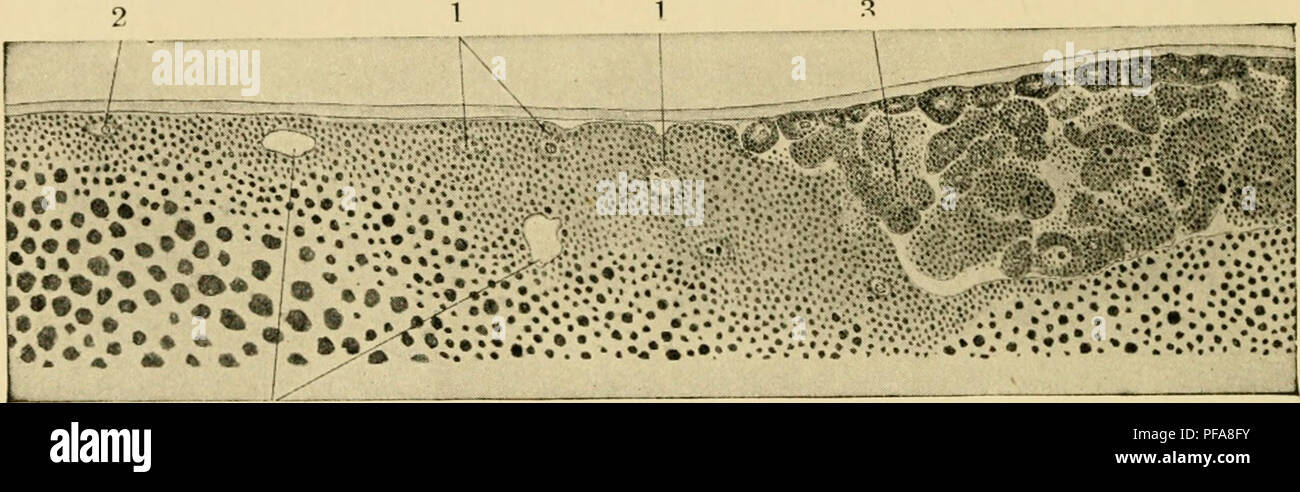 Questa illustrazione tratta da uno studio sull'embriologia dei pulcini mostra le fasi di sviluppo di un embrione di pollo. Essa descrive la formazione del blastoderma, la sua crescita e lo sviluppo di strutture chiave necessarie per la sopravvivenza dell'embrione. Questa fase iniziale dello sviluppo embrionale è fondamentale per comprendere la crescita aviaria. Foto Stock