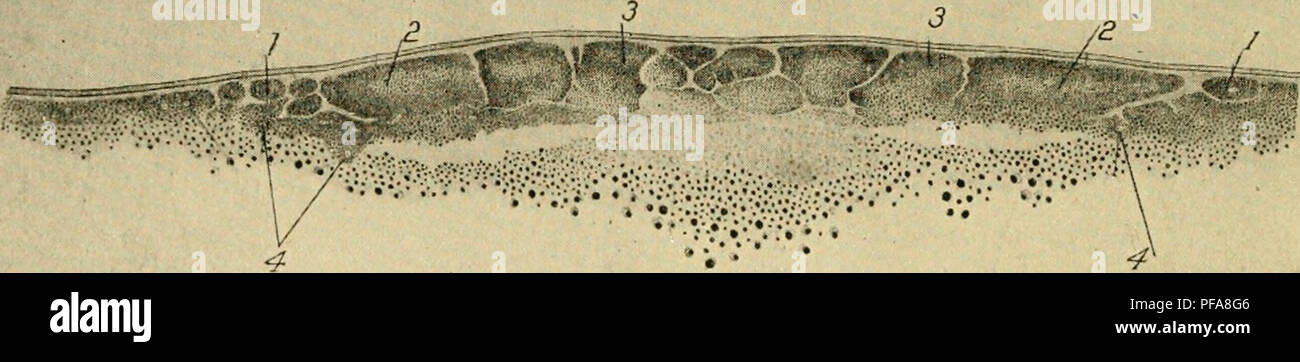 . Lo sviluppo del pulcino : introduzione all'embriologia. Embriologia; i polli -- embrioni. 2 7" ho5r 1. -.2 â iM Fig. 19. Â sezione trasversale del blastoderm di un piccione di un uovo di circa 8| ore dopo fertihzation (4.45). (Dopo Blount.) 1, accessorio scissione. 2, la migrazione di spermatozoi nuclei, a,b,c,d, cellule di Segmentazione primaria. Il periblast è assolutamente privo di nuclei. La frammentazione dello sperma-nuclei è un frequente accompagnamento di loro scomparsa. In questo modo il clivaggio accessorio è un secondario e caratteristica transitoria del clivaggio del pigeon uovo a causa polyspermy. Dopo che ho Foto Stock