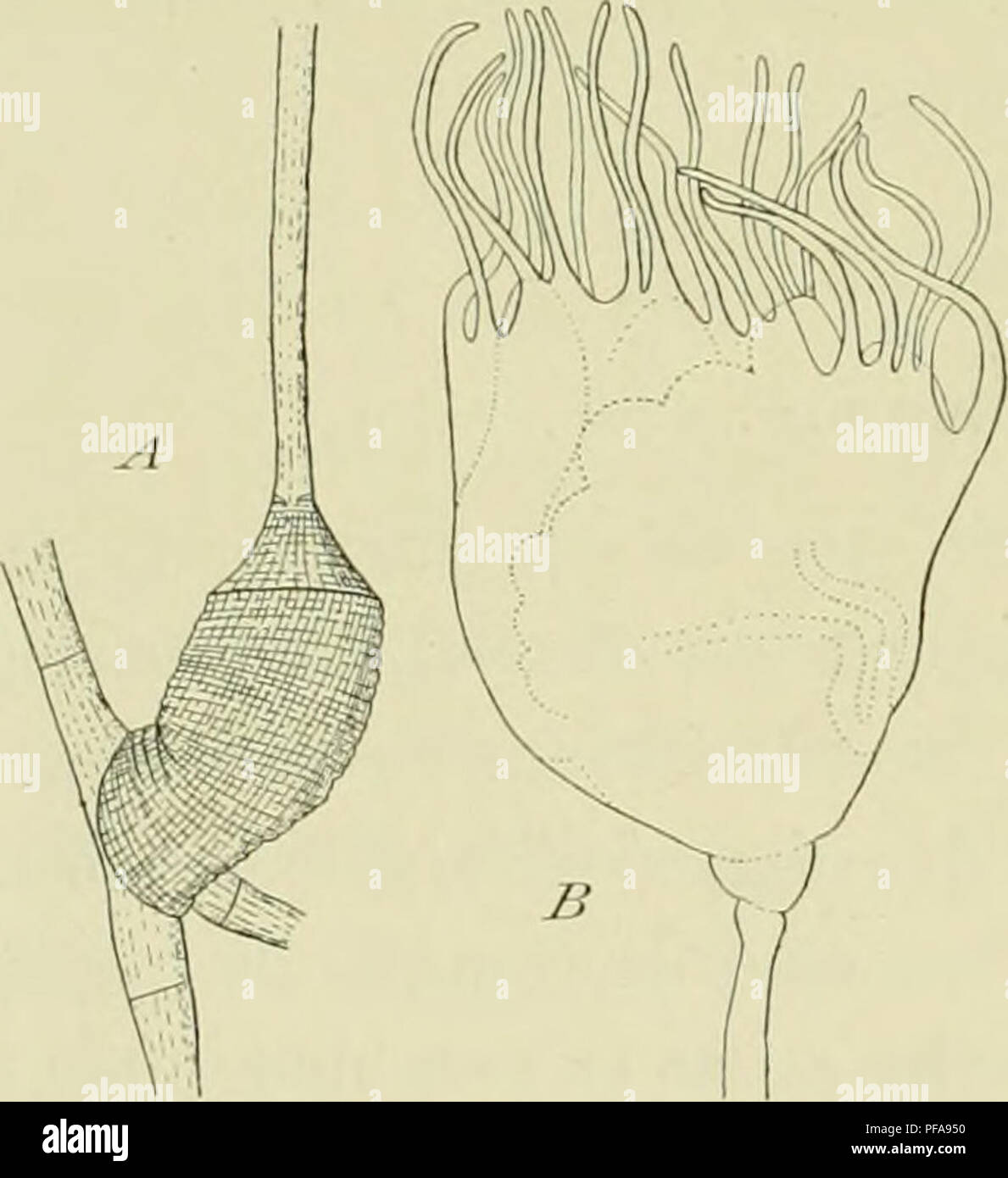 . DeuxiÃ¨me expÃ©dition antarctique francaise (1908-1910). Storia naturale -- Antartide; spedizioni scientifiche -- Antartide; Antartide. 6 HYDROIDES. L'hydranthe f^lobuloux (fig. 3, 15) (L'Imlc par une |)artie rÃ©TRÍ©cie ; les grands liydraiilhes sont pourvus de 18 Ã 22 tentacules; ce nondjre s'abaisse Ã 12 chez les petits. Les deuxgros hydranthes que j'ai examinÃ©s montrent, à la base des tentacules, des sacs creux et allongÃ©s, vraisendjiablement au nombre de quatre ; su aperÃ§oit aussi à l'intÃ©rieur des replis, mais lacoupe optique ne p{M'ni("t pas d'en apercevoir plus. Aussi ai-JC Foto Stock