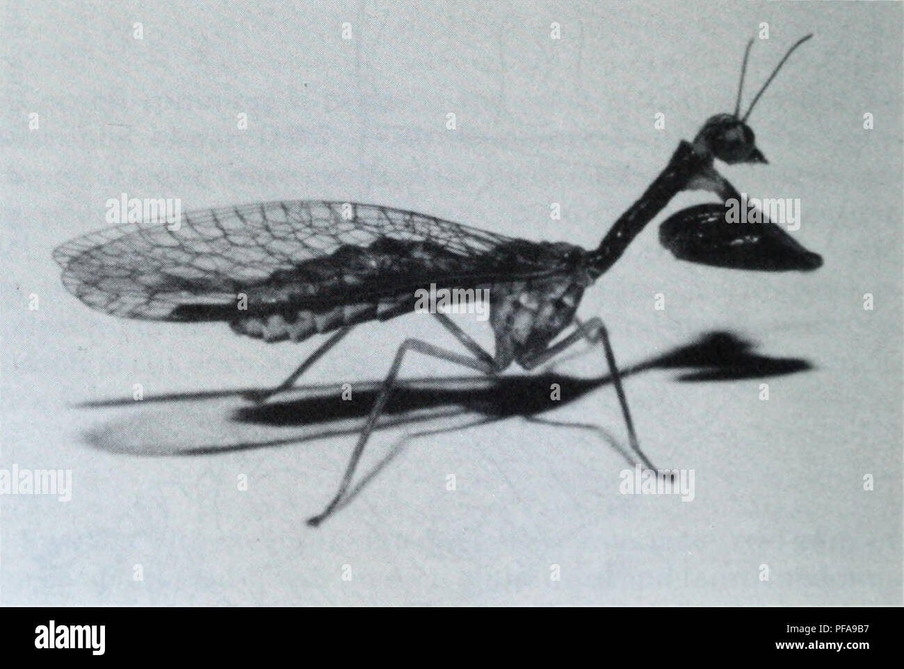 Questa immagine presenta Mantispa uhleri, una specie di mantispide studiata nell'ecologia dello sviluppo. Essa mostra le caratteristiche anatomiche distintive della specie, comprese le strutture a gancio utilizzate per catturare le prede. Lo studio coinvolge il processo di ecdisi della specie e l'unico meconio liquido scuro emesso dopo la trasformazione degli adulti. Foto Stock