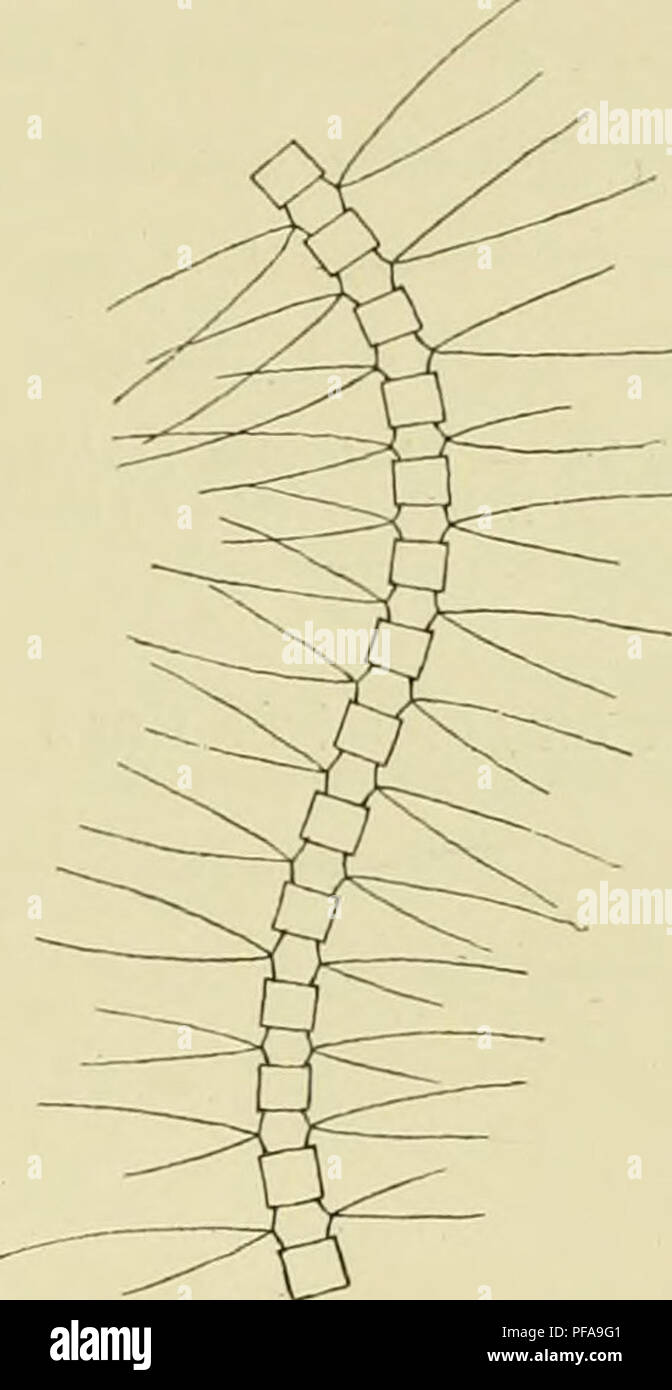 . DeuxiÃ¨me expÃ©dition antarctique francaise (1908-1910). Storia naturale -- Antartide; spedizioni scientifiche -- Antartide; Antartide. l'IIYTOrLAXCTOX DL 1/A lARCTlor E. 47 dii"oclioii (le l;i partie oxiciiic des valvole ilii^. 2S, cl l'I. Ho, lif;. , (I, li). Anes |iar la l'ace val va ire, la seelioii esl un peu elli|)li(|ne ( I (i X -O ') et les eoi'iies, s'iiisÃ©i'anl aux eli('iiiiles crmi iin'iiie (liainÃ¨lic, iiiciiiieiil en divcrj^canl une cduihui"e (pii ieui'doune, avec les coiiies divi-es, l'aspecL des bi'anchesd'uue pince ; ces coiues oui lUO Ã ISO [mi- di- longueur (lii;. 27 Foto Stock