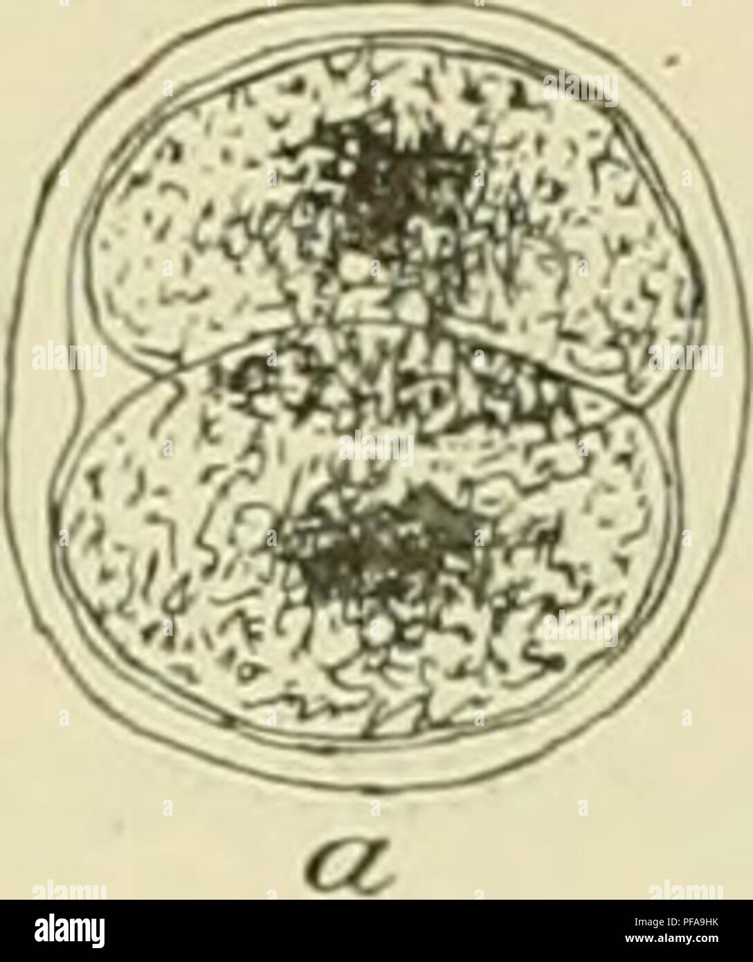 . DeuxiÃ¨me expÃ©dition antarctique francaise (1908-1910). Storia naturale -- Antartide; spedizioni scientifiche -- Antartide; Antartide. SCHIZOPHYCEjE. 163 Les Colonies sont loi'inÃ©es de deux cellules oblongucs d'environ 35 sur 25 y. La colonie, lÃ©i;Ã¨renienielli|)U(iue, mesure 40-45;^.sur 45-55 (a. La membrana, formÃ©e de divani concentriques, est Ã©paisse, de 2 ;j., 5 Ã 4 [j. (LÃ®g. 70 Un et /&GT;). Habitat. Â Parmi les mousse, en des endroits humides, Ã®le Jenny. La distribuzione gf'ographique. Â Europa, Afrique, Ã®les Sandwich, Ja- maÃ¯que, Ceylan, rÃ©gion arctique, Antarctide sud-amÃ©r Foto Stock