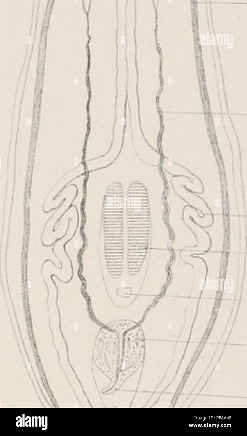 . DeuxiÃ¨me expÃ©dition antarctique francaise (1908-1910). Storia naturale -- Antartide; spedizioni scientifiche -- Antartide; Antartide. 68 Sir zyrs 1 -4 ^ A, f ih-. oydo V 69 enÃ©- C ^ ^- ; oyd -F" B r fi9 â ni t ^l 71 ^4 72 â -&gt;- z^^."','- NÃN oovJ s' â '. Â Â¢â"'" â ¢-iv.- -M p, HaJlez del jr etf-, SE-ylyr f, atr y /f? Â ¢ '^' Ã Imp L.Lafontame, Paris Synsiphonium Liouvilli ta rm. O Kfeiqr Masson&amp;C'^ Editeurs. Si prega di notare che queste immagini vengono estratte dalla pagina sottoposta a scansione di immagini che possono essere state migliorate digitalmente per la leggibilità - Colorazione e aspetto del Foto Stock