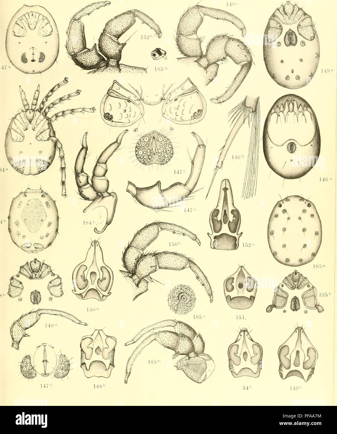 . Deutschlands Hydrachniden. Hydrachnidae; gli acari. Zoologica XXII. Taf. XLVII.. Annuncio Piersig nat del. Vorlas von Erwin N.igele a Stoccarda.. Si prega di notare che queste immagini vengono estratte dalla pagina sottoposta a scansione di immagini che possono essere state migliorate digitalmente per la leggibilità - Colorazione e aspetto di queste illustrazioni potrebbero non perfettamente assomigliano al lavoro originale. Piersig, R. Stuttgart : E. Nägele Foto Stock