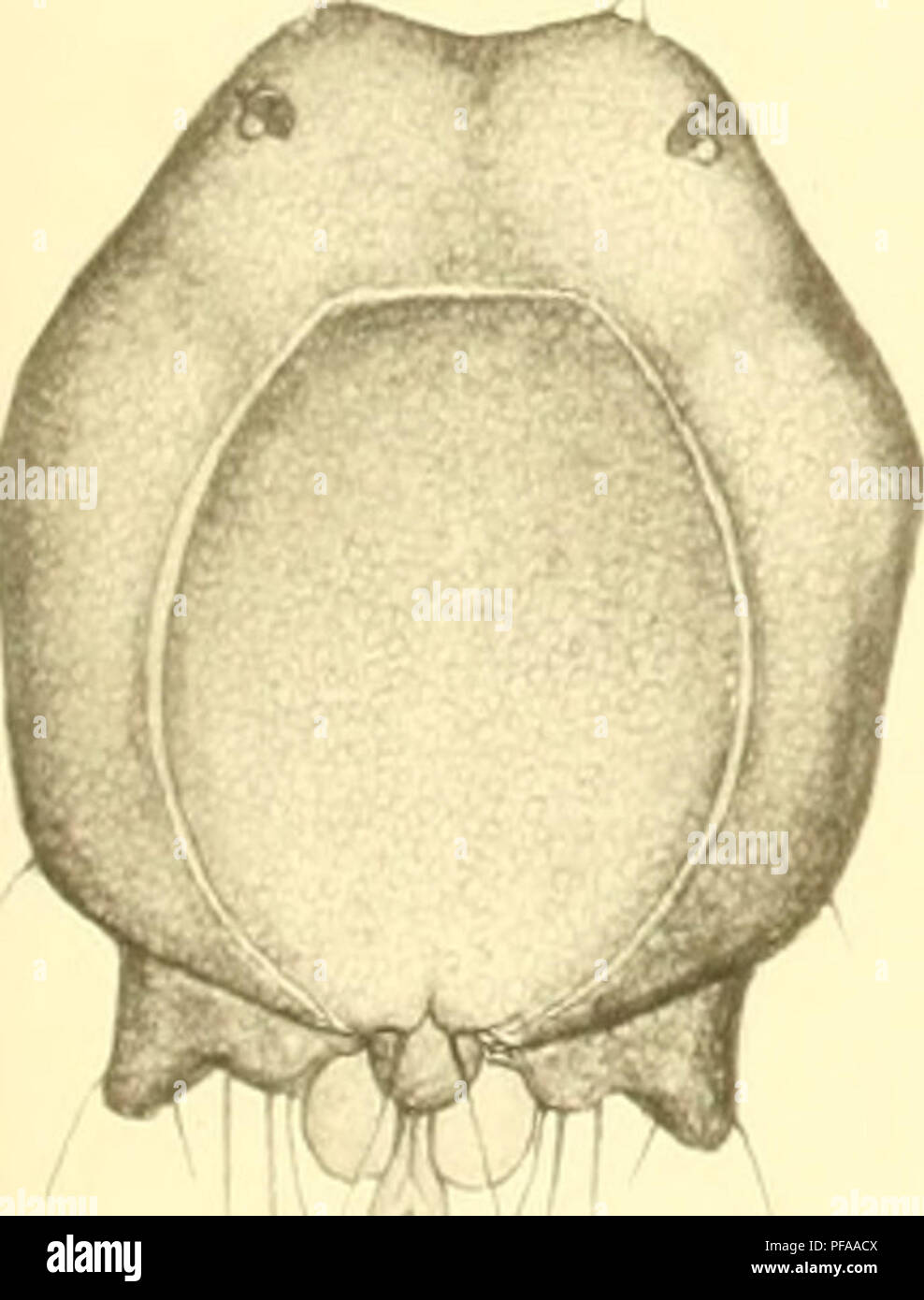 . Deutschlands Hydrachniden. Hydrachnidae; gli acari. . Si prega di notare che queste immagini vengono estratte dalla pagina sottoposta a scansione di immagini che possono essere state migliorate digitalmente per la leggibilità - Colorazione e aspetto di queste illustrazioni potrebbero non perfettamente assomigliano al lavoro originale. Piersig, R. Stuttgart : E. Nägele Foto Stock