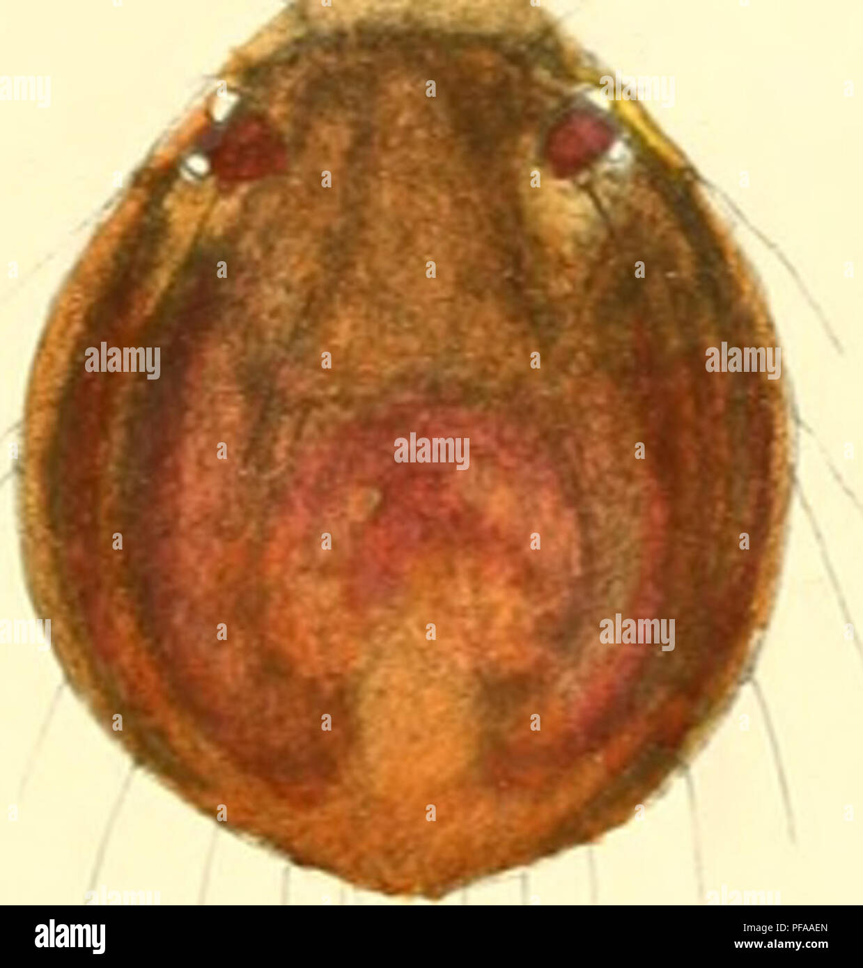 . Deutschlands Hydrachniden. Hydrachnidae; gli acari. 74^. Si prega di notare che queste immagini vengono estratte dalla pagina sottoposta a scansione di immagini che possono essere state migliorate digitalmente per la leggibilità - Colorazione e aspetto di queste illustrazioni potrebbero non perfettamente assomigliano al lavoro originale. Piersig, R. Stuttgart : E. Nägele Foto Stock