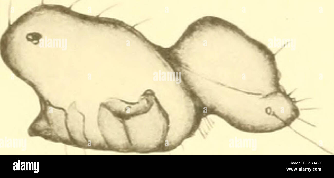 . Deutschlands Hydrachniden. Hydrachnidae; gli acari. 72"= T. 72'. Si prega di notare che queste immagini vengono estratte dalla pagina sottoposta a scansione di immagini che possono essere state migliorate digitalmente per la leggibilità - Colorazione e aspetto di queste illustrazioni potrebbero non perfettamente assomigliano al lavoro originale. Piersig, R. Stuttgart : E. Nägele Foto Stock