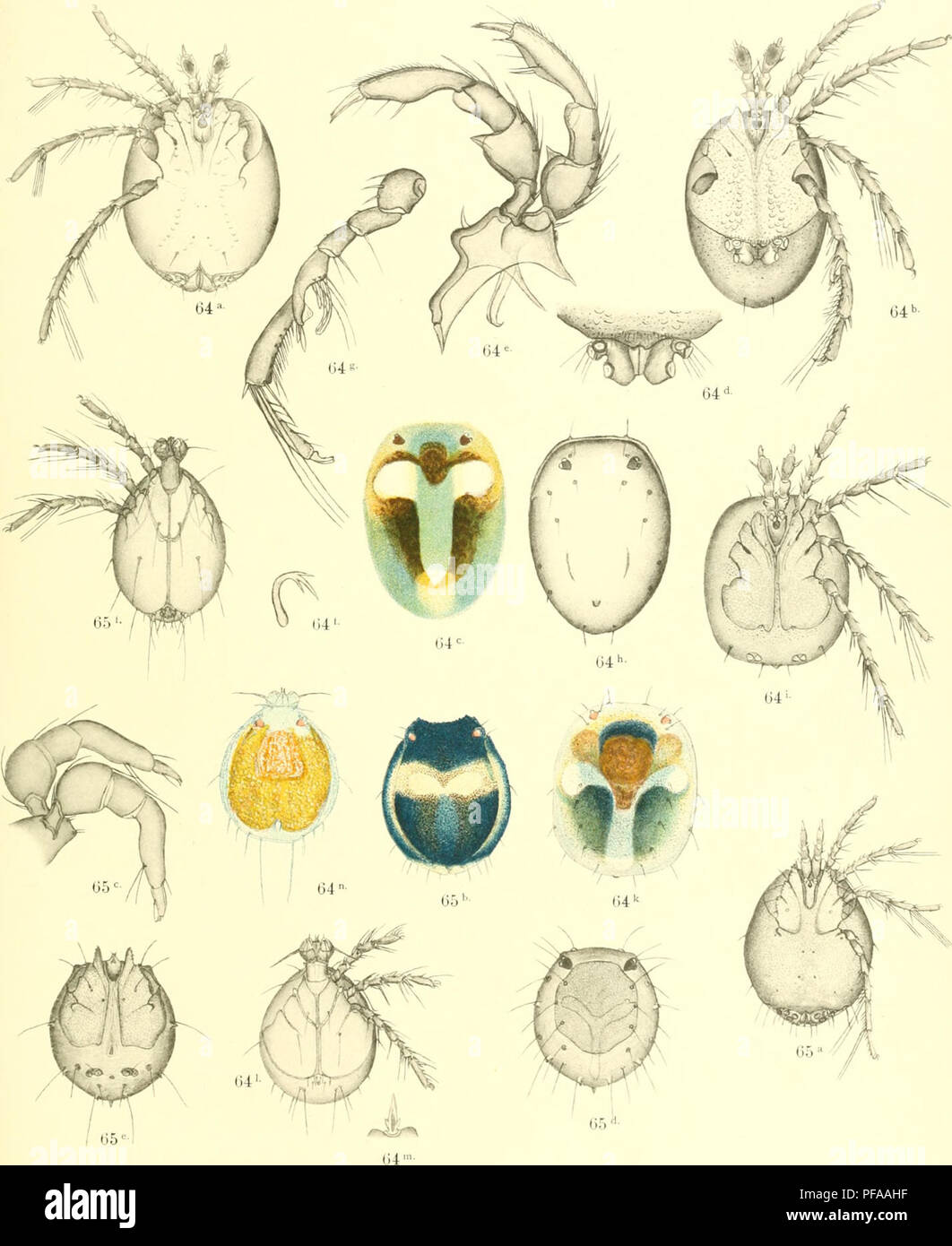 . Deutschlands Hydrachniden. Hydrachnidae; gli acari. Zoologica XXII. Taf. XXV.. R. Piersig uat annuncio del. Verla"! Von Erwin NSgele a Stoccarda.. Si prega di notare che queste immagini vengono estratte dalla pagina sottoposta a scansione di immagini che possono essere state migliorate digitalmente per la leggibilità - Colorazione e aspetto di queste illustrazioni potrebbero non perfettamente assomigliano al lavoro originale. Piersig, R. Stuttgart : E. Nägele Foto Stock