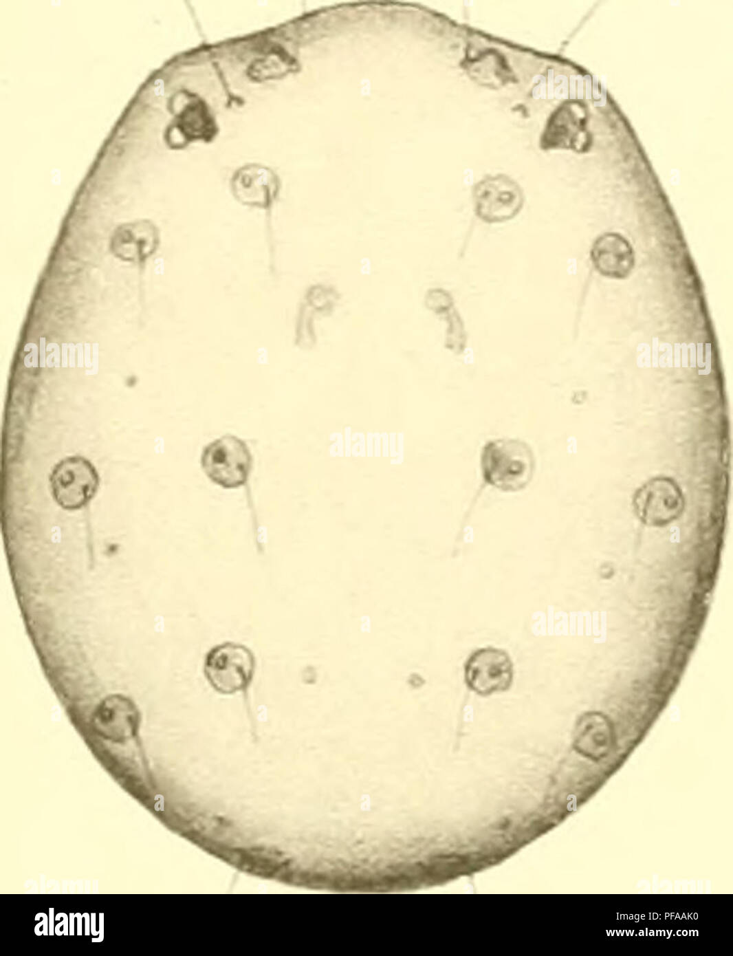 . Deutschlands Hydrachniden. Hydrachnidae; gli acari. 54'. Si prega di notare che queste immagini vengono estratte dalla pagina sottoposta a scansione di immagini che possono essere state migliorate digitalmente per la leggibilità - Colorazione e aspetto di queste illustrazioni potrebbero non perfettamente assomigliano al lavoro originale. Piersig, R. Stuttgart : E. Nägele Foto Stock