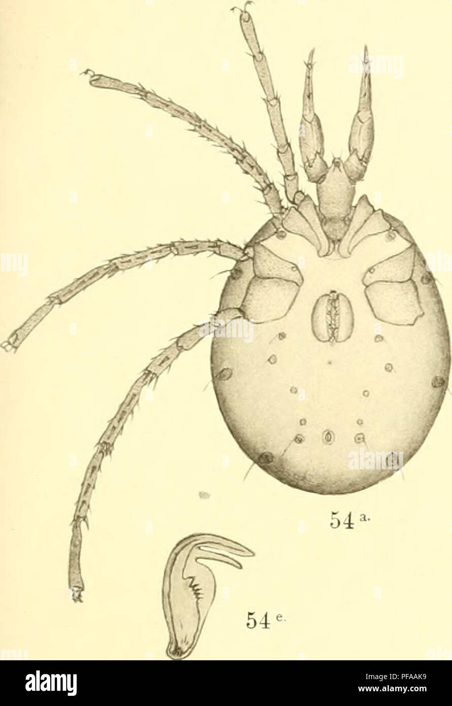 . Deutschlands Hydrachniden. Hydrachnidae; gli acari. Zoologica XXII. Taf. XXI.. Si prega di notare che queste immagini vengono estratte dalla pagina sottoposta a scansione di immagini che possono essere state migliorate digitalmente per la leggibilità - Colorazione e aspetto di queste illustrazioni potrebbero non perfettamente assomigliano al lavoro originale. Piersig, R. Stuttgart : E. Nägele Foto Stock