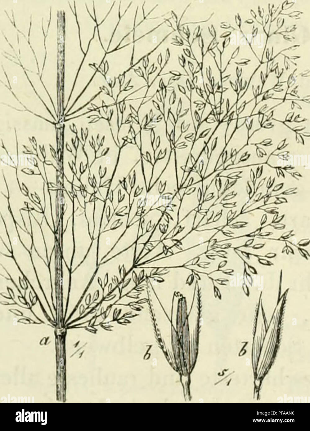 . Gräser Deutschlands und Getreidearten zu leichter Erkenntniss nach Wuchse dem, den Blättern, Blüthen und Früchten zusammengestellt und für die Land- und Forstwirtschaft nach Vorkommen und Nutzen ausführlich beschrieben. Piante. Futtemräser 4-1-4!). {Y, Juni. Beide haben ultimo ausnahmslos unten f) Blüthenäste, bihlen keinen Horst, sondern kürzere oder längere Ausläufer, welche bei trivialis einen dlchtern, egli pratensis einen lockern Käsen bilden und 1-1^' hohe, zarte, grünliche Hahne. Das Rauhe R. ist mit seltenen Ausnahmen an den ziemlich engen Blattscheiden und am Stengel rauh, das Wie- se Foto Stock