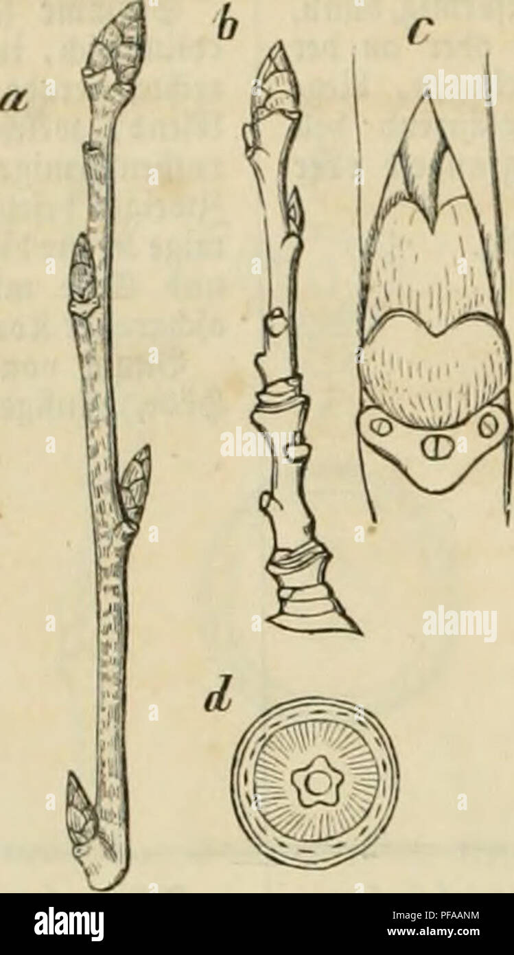 . Deutschlands im Laubhölzer inverno. Ein Beitrag zur Forstbotanik. . J{n§l&GT;cn (rt, b) um bie $alfte tleinet al" bei öorigcr Slrt, eitegeliörmig, fpi^, weiß" filzig (c,"crgtöf5crtj, bavuntet l)cübraun, @eitenfno8l&GT;en ob' ftc()cnb. @D)u^^pe^ abgcrun= bct ober aiisgeranbct. '&Amp;laU= navbt faft fcntted;t. Songtrictcci) imb idjlanf Sorben (erfterc tuv,, le^tcrc tiitl)eiifövmigj,"eifigvaufil5ig (befonbevS gegen bie S))i6e), baviinter braun ober grünlich" gelb. Siuritricfct (h) gcrobc ober gebogen, fil-,ig. 3tcltcrc 3&GT;BCi(lC afdigrau campana, tabl, mit eiuscinen ruublidien lieU= roftfiirbene Foto Stock