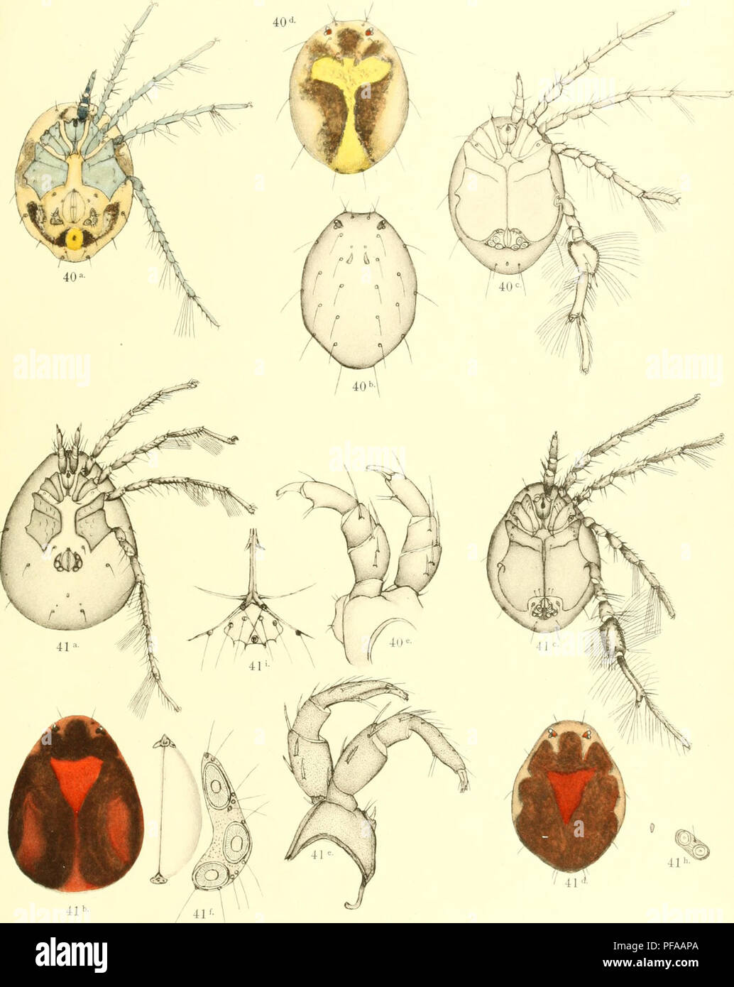 . Deutschlands Hydrachniden. Hydrachnidae; gli acari. Zoologica XXII. Taf. XVI.. R. Piersig annuncio nat. del. Verlag von Erwin Nägele in Stattgart.. Si prega di notare che queste immagini vengono estratte dalla pagina sottoposta a scansione di immagini che possono essere state migliorate digitalmente per la leggibilità - Colorazione e aspetto di queste illustrazioni potrebbero non perfettamente assomigliano al lavoro originale. Piersig, R. Stuttgart : E. Nägele Foto Stock