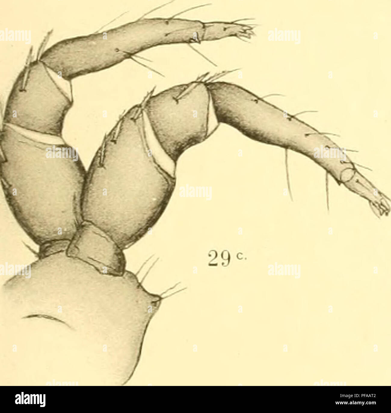 . Deutschlands Hydrachniden. Hydrachnidae; gli acari. 29' 29^-. /IT Ä^ ^iC" Lc^A^ //f^ 30 ^" *. Si prega di notare che queste immagini vengono estratte dalla pagina sottoposta a scansione di immagini che possono essere state migliorate digitalmente per la leggibilità - Colorazione e aspetto di queste illustrazioni potrebbero non perfettamente assomigliano al lavoro originale. Piersig, R. Stuttgart : E. Nägele Foto Stock