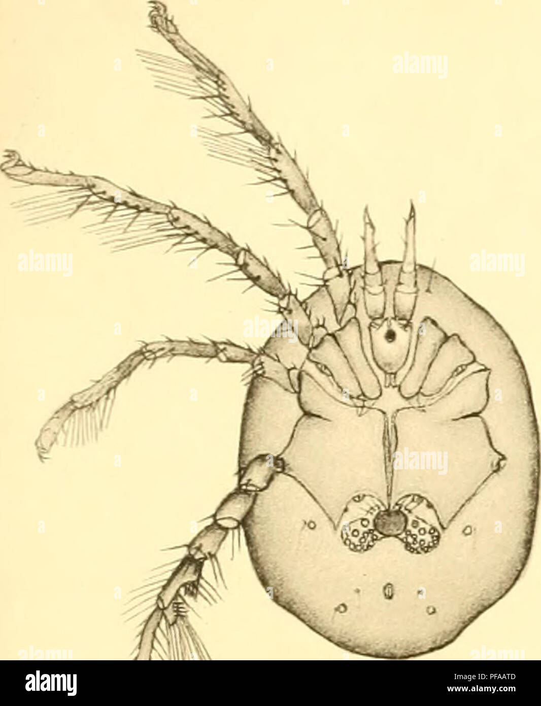 . Deutschlands Hydrachniden. Hydrachnidae; gli acari. Zoologica XXII. Taf. XI.. Si prega di notare che queste immagini vengono estratte dalla pagina sottoposta a scansione di immagini che possono essere state migliorate digitalmente per la leggibilità - Colorazione e aspetto di queste illustrazioni potrebbero non perfettamente assomigliano al lavoro originale. Piersig, R. Stuttgart : E. Nägele Foto Stock