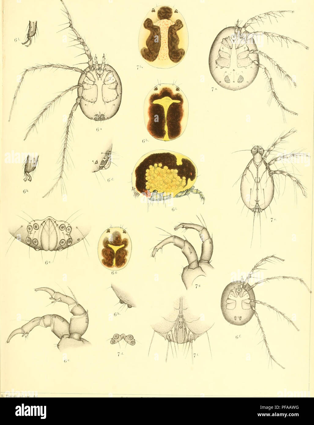 . Deutschlands Hydrachniden. Hydrachnidae; gli acari. Zoologica XXII. Taf. IV.. R. Piersig annuncio nat. del Verlag von Erwin Nägele a Stoccarda. Lichtdruck von Martin Rommel &AMP; Co. in Stuttgnrt.. Si prega di notare che queste immagini vengono estratte dalla pagina sottoposta a scansione di immagini che possono essere state migliorate digitalmente per la leggibilità - Colorazione e aspetto di queste illustrazioni potrebbero non perfettamente assomigliano al lavoro originale. Piersig, R. Stuttgart : E. Nägele Foto Stock