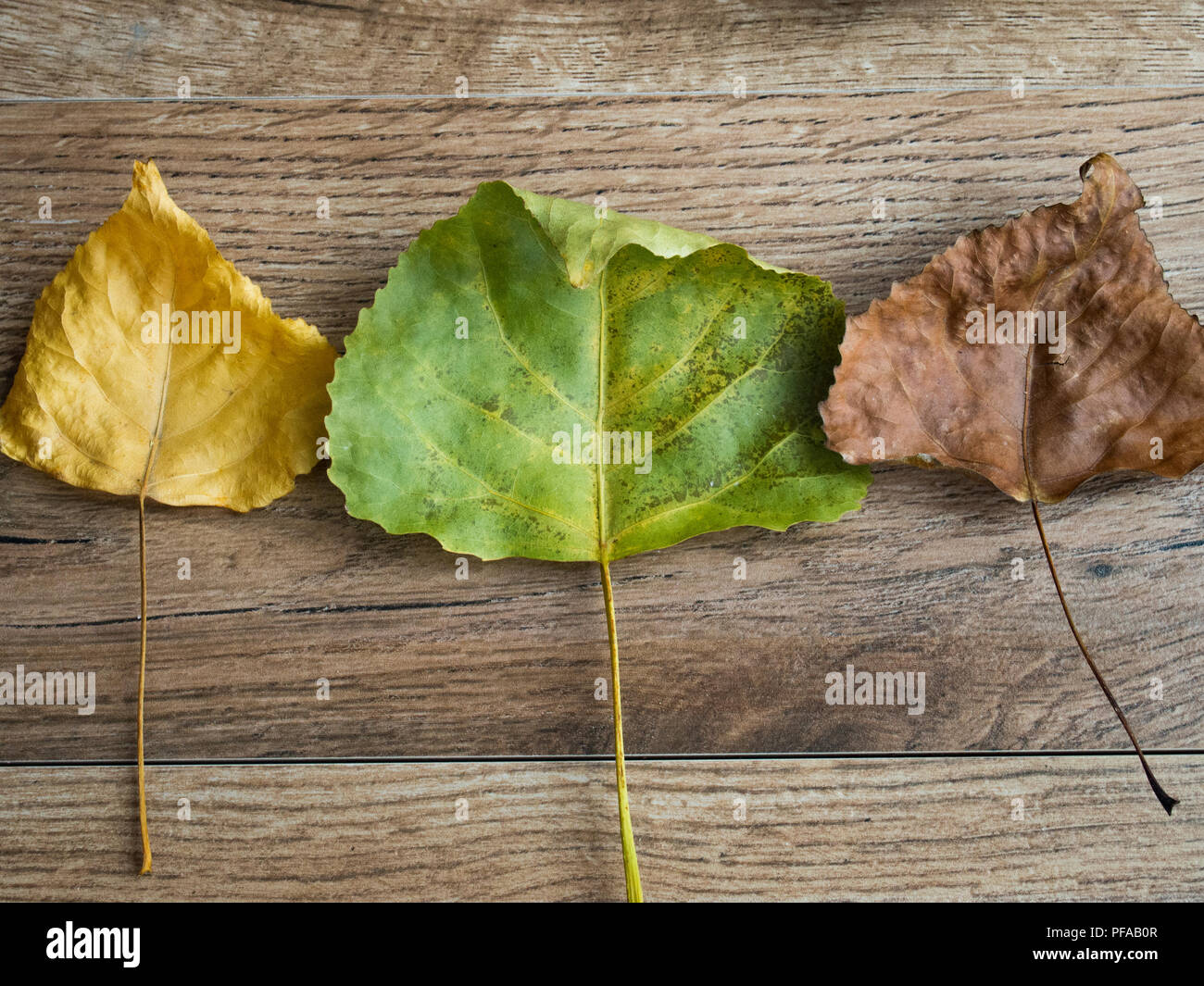 Priorità bassa di caduta Foto Stock