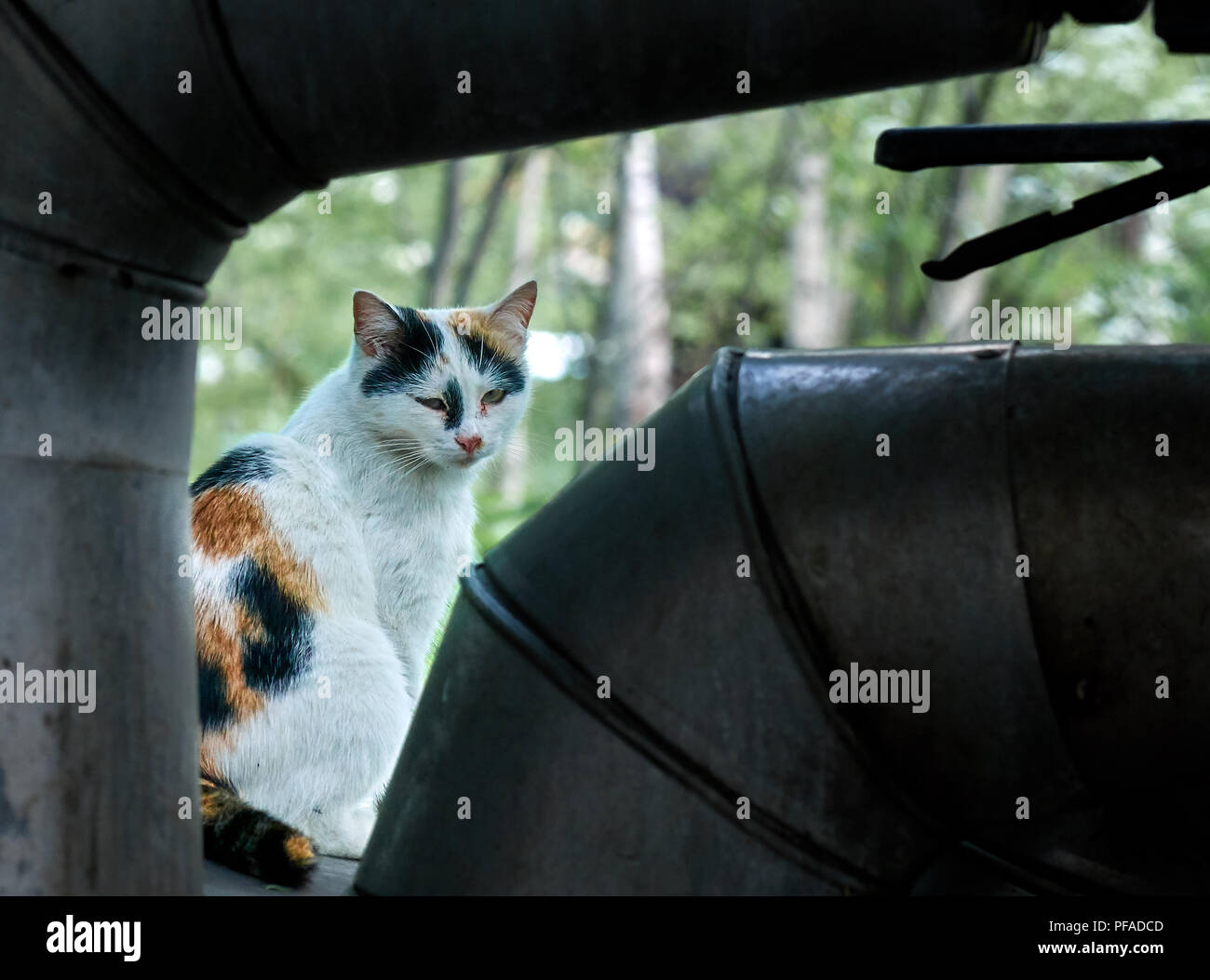 Vecchio multi color zenzero, bianco, nero ijured e affamati e senzatetto cat seduto sul tubo di metallo ritratto all'aperto Foto Stock