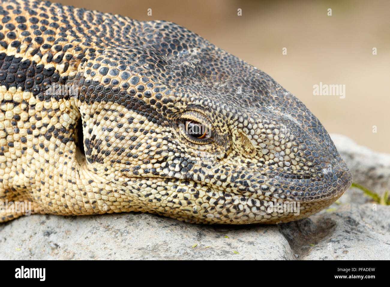 Close up di un Monitor Lizard seduto su una roccia al sole Foto Stock