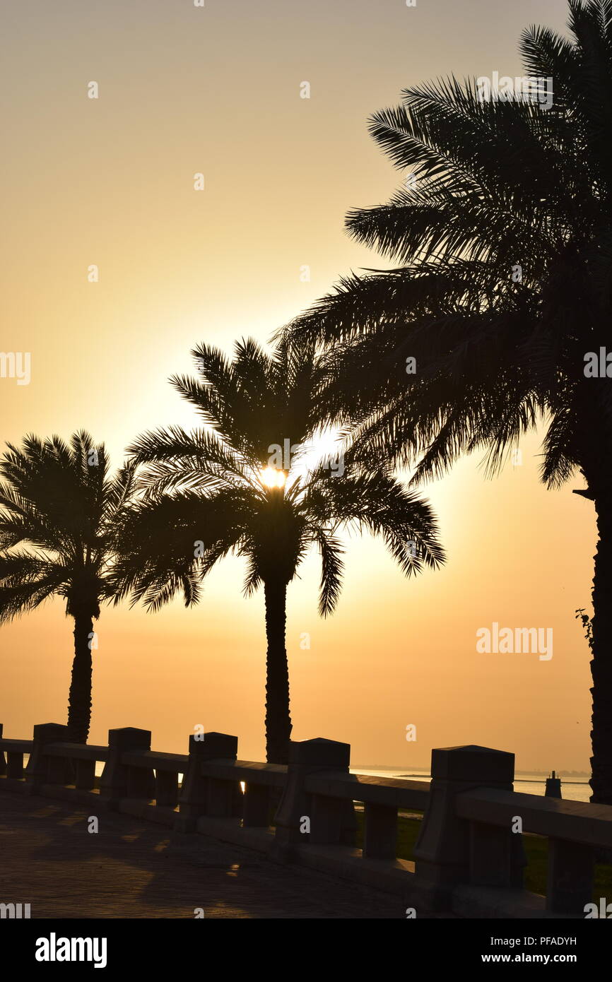 Palme stagliano contro un Cielo di tramonto durante il tramonto nella città di Dammam Foto Stock