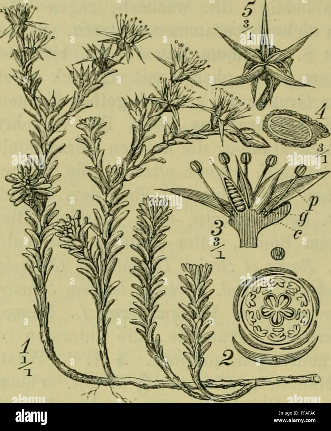 . Deutsche Flora. Pharmaceutisch-medicinische Botanik. Ein Grundriss der systematischen Botanik zum Selbststudium für Aerzte, Apotheker und Botaniker. Piante; piante medicinali. 874 Petalanthae, Corniculatae.. Fig. 497. Sedum boloniense. 1. Blulieude Pflanze. 2. Il diagramma durch die base der Blumen-Organe. 3. Längendurch- schnitt durch die Bim. c. Kelch, g. Drüsenschüpp- chen. p. Kronenbit. 4. Desgl. durch den Saamen. 5. Reife Frucht. Stengeln dicht dachziegelig, nicht scharf schmeckend. 2|. 6. Trockene Sandfelder. S. boloniense Loiseleur: Wie Vor., aber die Blätter am Grunde in einen spornf. Fo Foto Stock