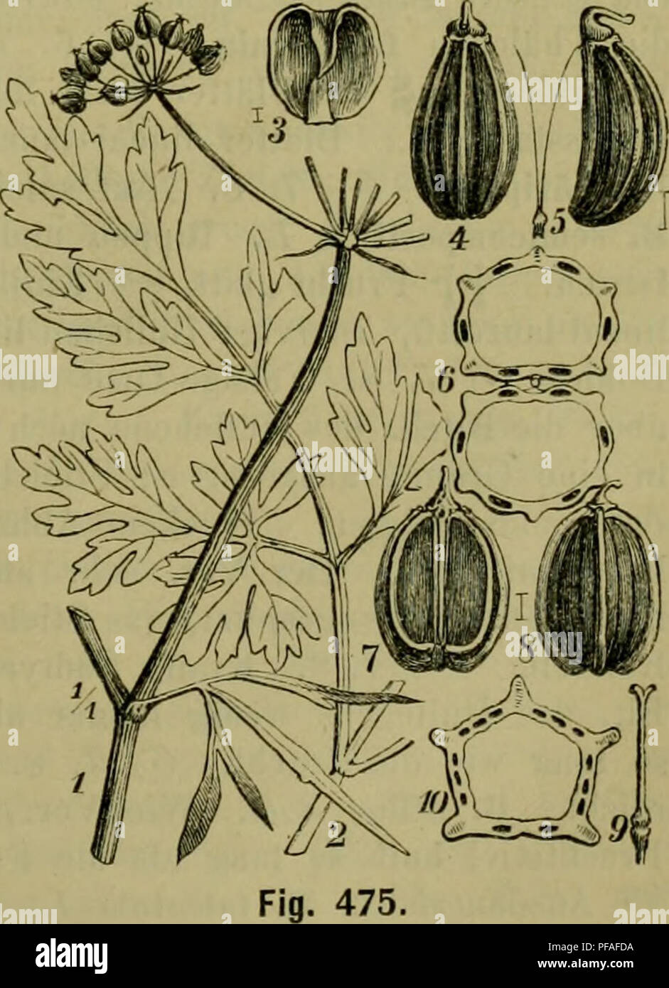 . Deutsche Flora. Pharmaceutisch-medicinische Botanik. Ein Grundriss der systematischen Botanik zum Selbststudium für Aerzte, Apotheker und Botaniker. Piante; piante medicinali. Umbelliferae, Ammineae. 831 deutend; Kroneiiblt. Fei., Frucht Fei. oder länglich; Fruchtträger uugetlieilt; Thälchen 1 striemig, Fugenfläche striemenlos. H. potassio L. uodiflorum Koch: Blattziptel ei-lanzettf., gleichf.-stiimpfgesägt; Dolde sitzend veloce, Hülle fehlend oder 1 - 2blätterig, Hüllchen c"blätterig; Kronenbit. grünlich-weiss. 2|. 7. 8. Gräben, im Teiche Rheingebiete und der Schweiz. Das schwach aromatische Kraut Foto Stock