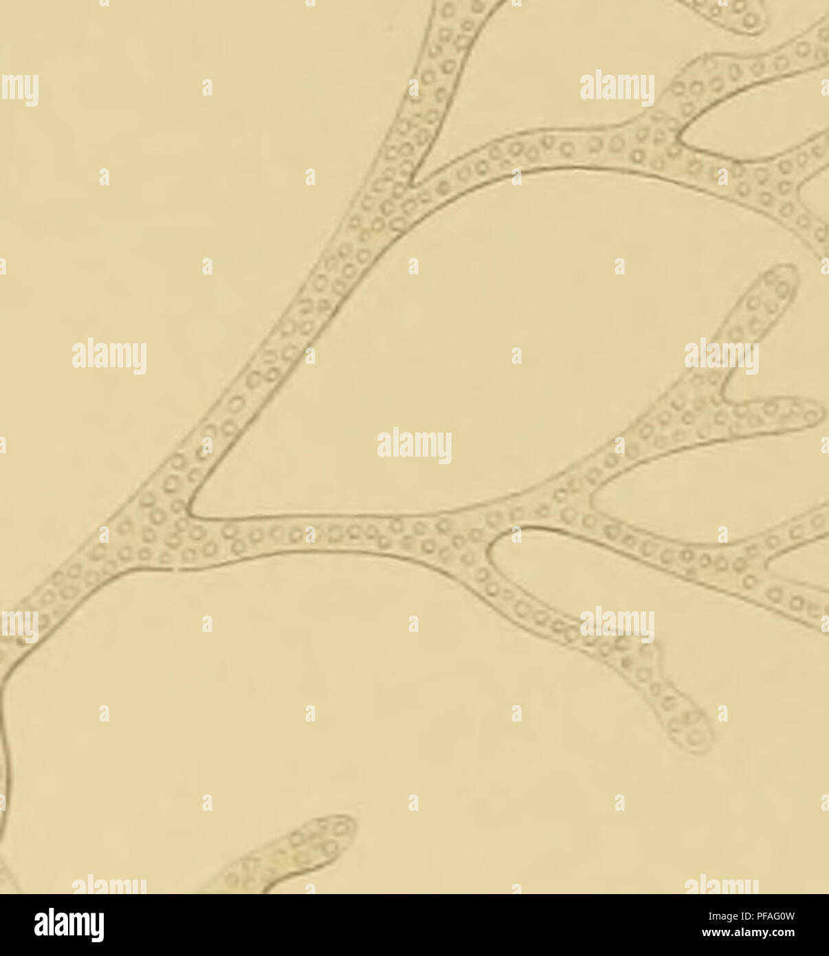 . Deutsche SÃ¼dpolar-Spedizione, 1901-1903, im Auftrage des Reichsamtes des Innern. Gauss (nave); spedizioni scientifiche; Antartide. Deutsche SÃ¼dpolar-Expedition 1901-3. Band ix Tafel xii. Ulli .rX w. tK X) #S' . r -rA;- m/i ^ e una â "?* 0 /wo. Si prega di notare che queste immagini vengono estratte dalla pagina sottoposta a scansione di immagini che possono essere state migliorate digitalmente per la leggibilità - Colorazione e aspetto di queste illustrazioni potrebbero non perfettamente assomigliano al lavoro originale. Deutsche SÃ¼dpolar-spedizione (1901-1903); Drygalski, Erich von, 1865-1949. Berlino, G. Reimer Foto Stock