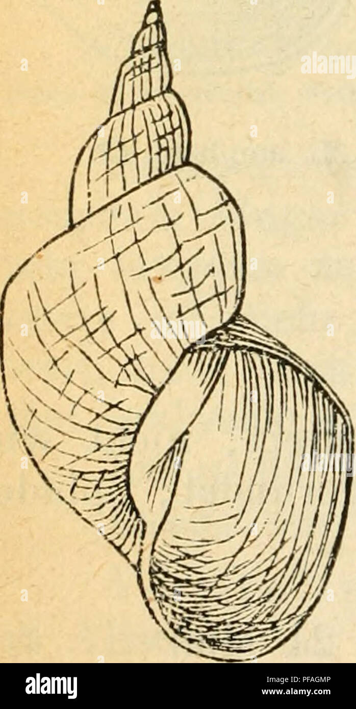 Questa voce della fauna tedesca Mollusks descrive le caratteristiche del guscio di *Littorina arenaria*, in particolare la varietà angulosa. La specie si trova in vecchie acque calcaree e a basso contenuto di fango. Il guscio è conico con una guglia graduale, che aumenta in modo uniforme. I baluardi finali sono leggermente gonfiati e angolati. Le dimensioni sono 41 mm di lunghezza e 21 mm di larghezza. Foto Stock