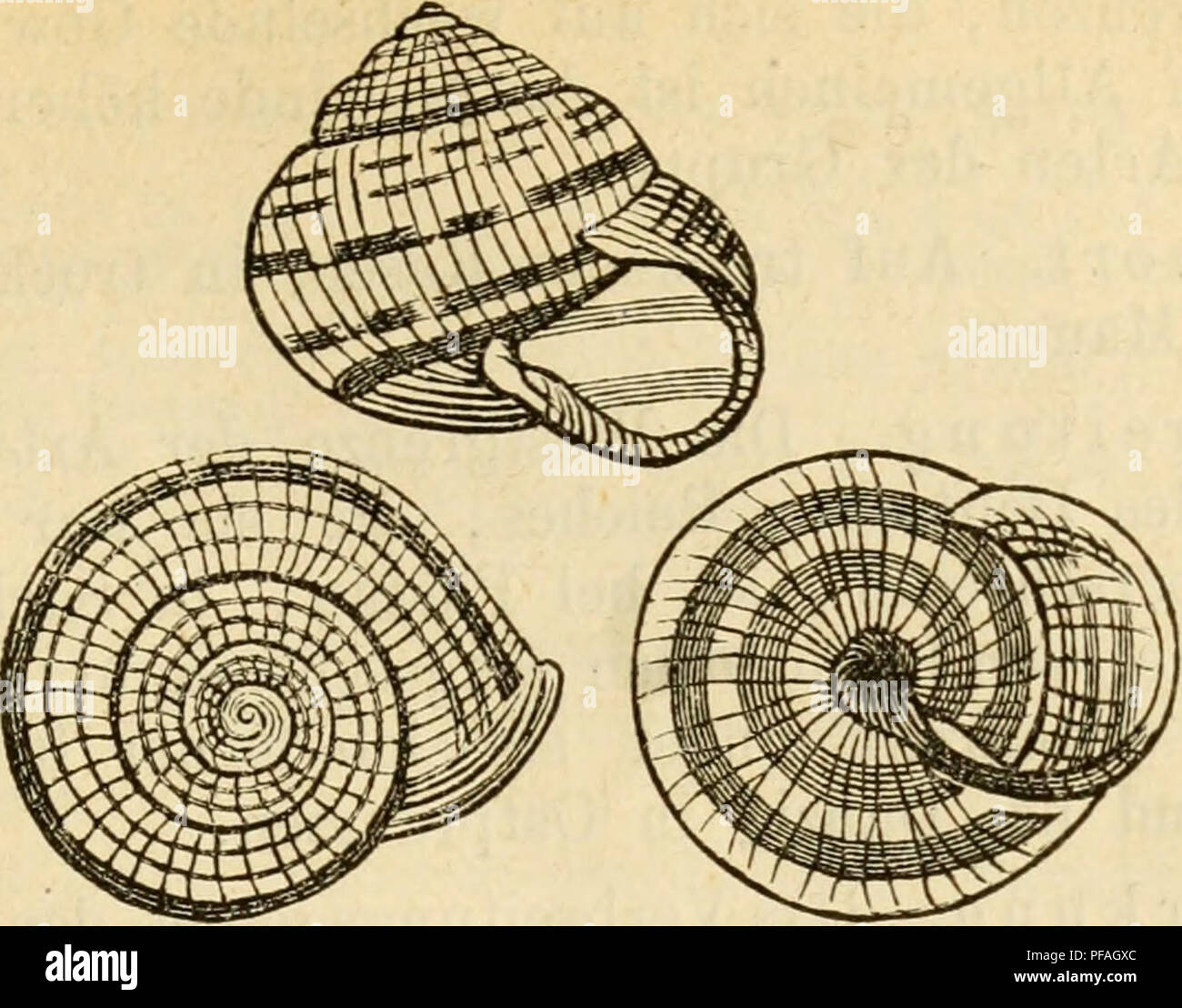 . Deutsche escursioni-mollusken-fauna. Molluschi. 167 Fig. 94.. T, austriaca, Mühlf. Naht tief; Mündung sehr schief; breit, mondförmig, fast etwas winkelig; Mundsaum leberbraun, scharf, erweitert, wenig umgeschlagen; innen mit einer weisslichen Wulst belegt, welche gegen den Nabel zu an der Unterseite der Mündung stark hervortritt. Gaumen leicht lederbraun. Durchm. 22 mm., Höhe 18 mm. Farbenabänderungen. Die Grundfarbe des ge- häuses bewegt sich innerhalb sehr enger Grenzen und ist nur um ein mehr oder minder ausgeprägtes Gelb differirend, das sich sehr selten zu weiss hinneigt. Die Farbe ist s Foto Stock