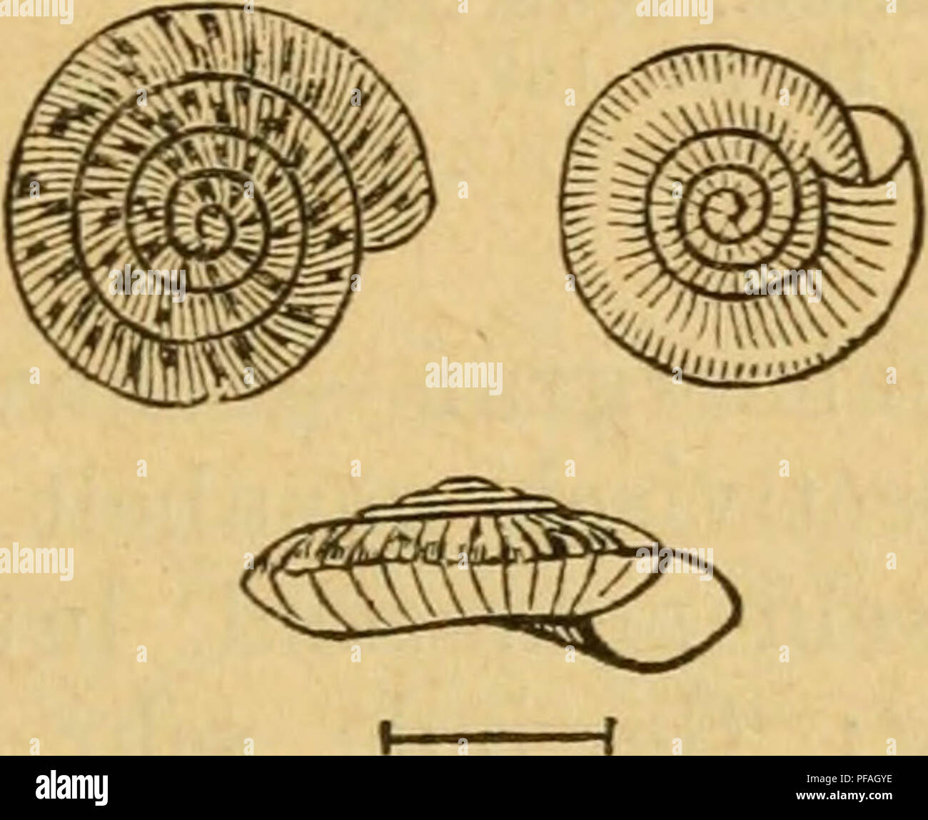 . Deutsche escursioni-mollusken-fauna. Molluschi. 119 No. 153. t. 24. flg. 14-16. - Slavik, Böhmen p. 100. t. 2. fig. 19. 17. - Kobelt, Nassau, p. 99. t. 1. fig. 19. Anatomie: Lehmann, Stettino, p. 83. t. 11. La fig. 27. La loro: im Verhältniss zum Gehäuse klein, vorne ab- gerundet, Schwanz sehr zupcespitzt. hellgrau dunkelgrau bis- blau, mit sehr feinen, dunklen Flecken an den Seiten: l'uomo- tel von gelblich-rother Farbe mit einzelneu weisslichen Flecken; Augenträger fast cylindrisch dunkelgrau; Fuss Fig. 56.. H. rotundata, ziemlich schmal; Kiefer aus 15 Plättchen zusammengesetzt, flach halbmondförmig Foto Stock