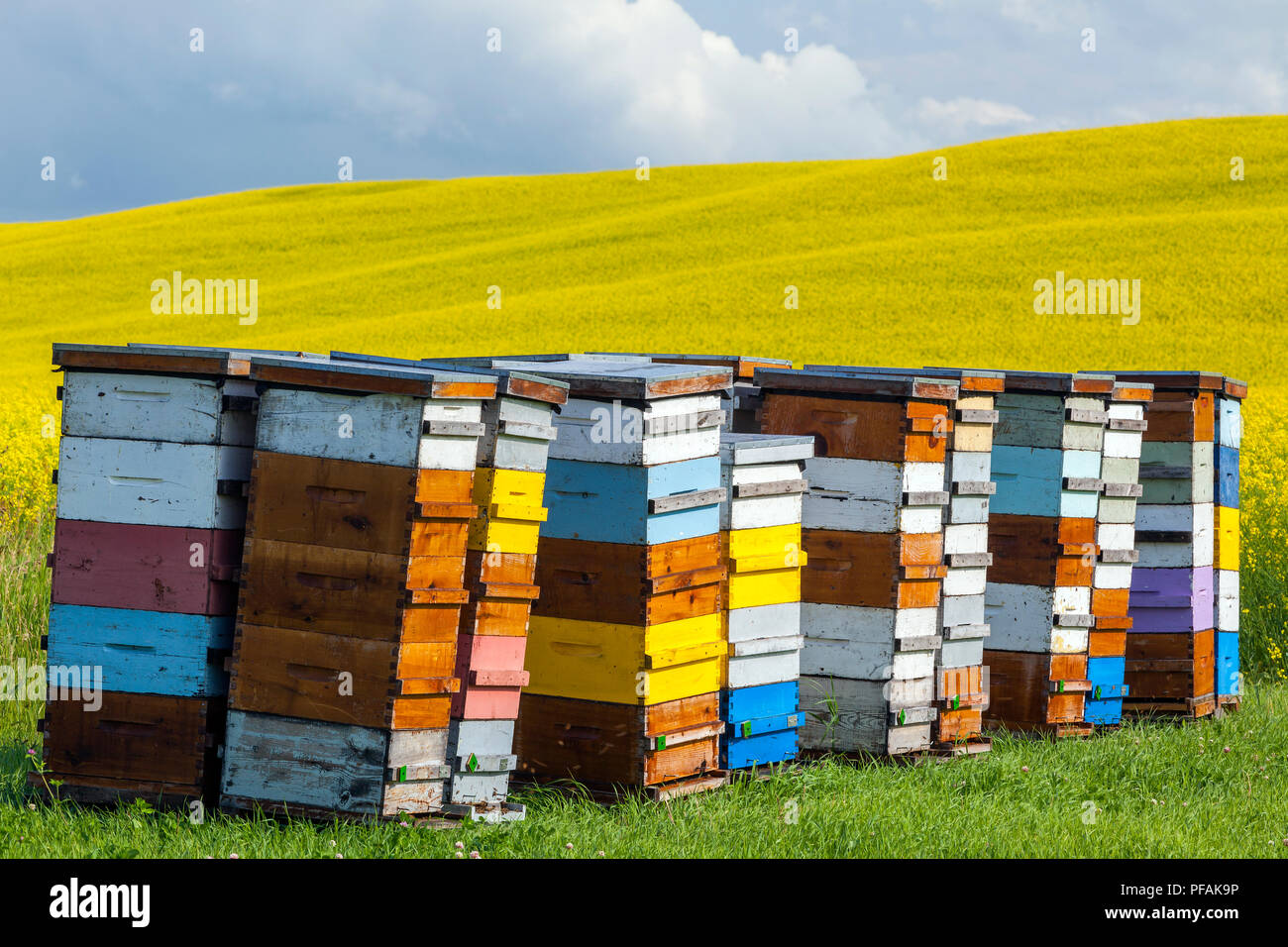 Colorato alveari sulla prateria canadese, Pembina Valley, Manitoba, Canada. Foto Stock