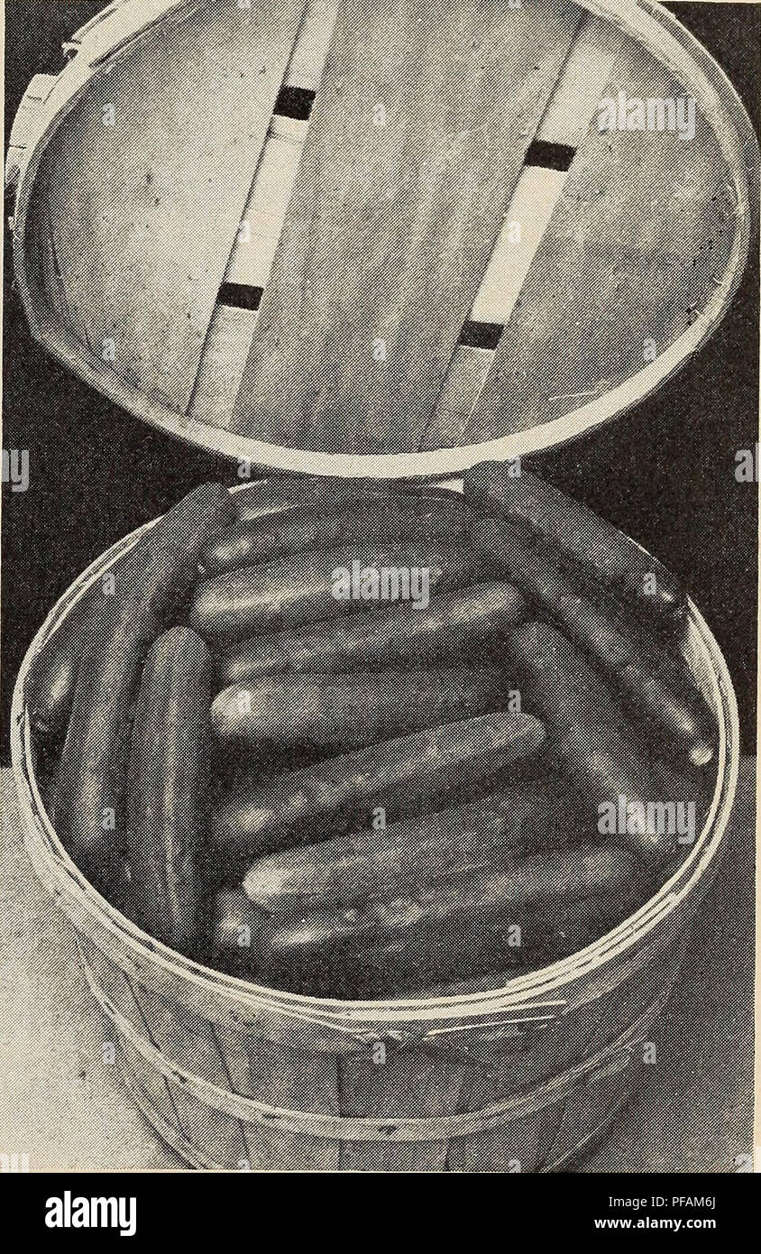 . Descrittivo elenco vegetali. Vivai (orticoltura) cataloghi; semi di ortaggi cataloghi; fiori Semi cataloghi. I PRODUTTORI DI SEMENTI DI CHICAGO (decapaggio Westerfield) 60 giorni. Preziosa di decapaggio e varietà di affettatura. Frutti deep me- dium verde; nero spined; 6-7 in. lunga; lYi-2^^ a. spessore; conicità molto leggermente verso ciascuna estremità; uniforme. Clark della speciale 65 giorni il giardino del mercato o di varietà di spedizione, 7-9 in. di lunghezza per 23^-3 in. di diametro. Peso circa 23^ libbre, frastagliate o estremità quadrata, bianco spine. Giovani buoni frutti di colore verde scuro, ma frutti maturi mostrano alcune estremità scura. Intermedia tra primi Fortune e Foto Stock