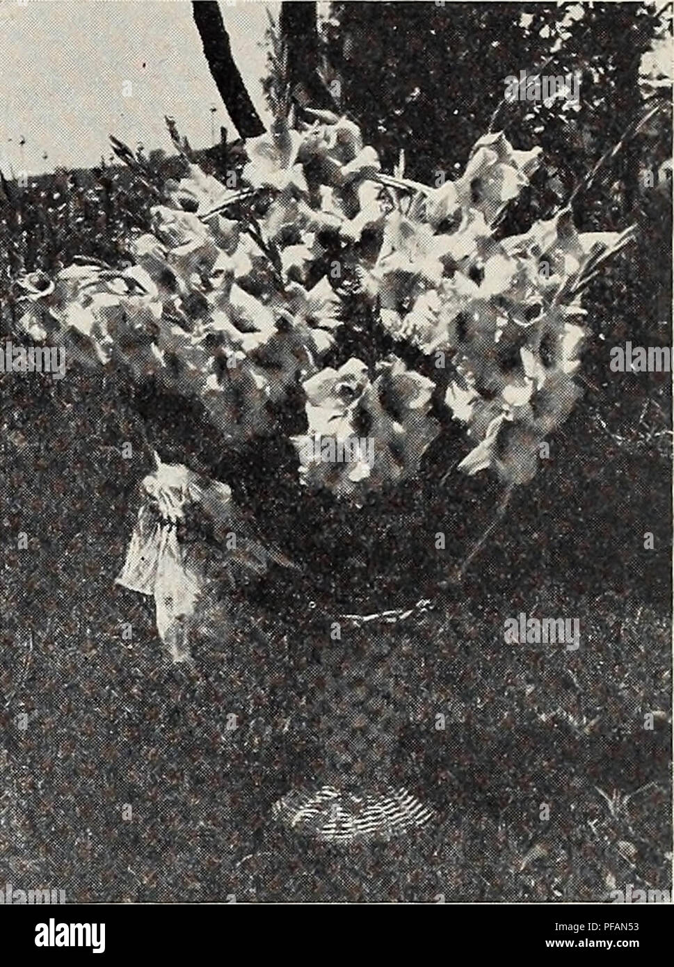 . Elenco descrittivo. Vivai (orticoltura) Vermont Burlington cataloghi; vivaio Vermont Burlington cataloghi; lampadine (piante) Vermont Burlington cataloghi; Gladiolus Vermont Burlington cataloghi; Delphinium Vermont Burlington cataloghi. Provare per te. A dispetto di tutti i migliori e di pianificazione che li attraversa ac- onformemente a principi scientifici è solo la croce occasionali che pro- duces piantine eccezionali. Alcune delle migliori varietà non hanno il potere di trasmettere le loro buone qualità mentre altri che hanno gravi anomalie negli stessi sembrano per trasmettere le loro migliori qualità di Foto Stock