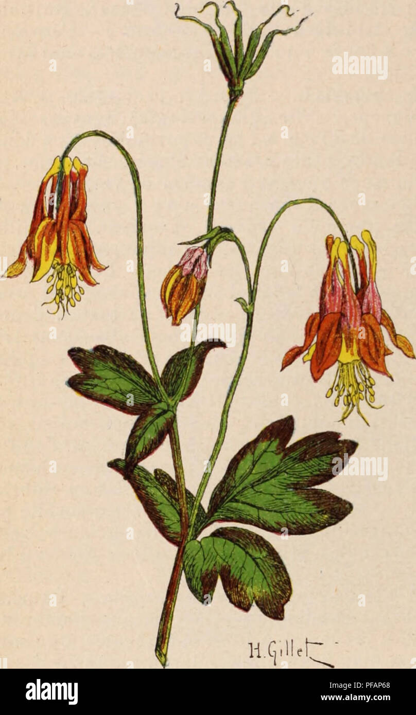 . Dictionnaire d'orticoltura illustrÃ© / par D. Bois prÃ©faccia de Maxime Cornu avec la collaboration de E. AndrÃ© ... [Et al.].. Orticoltura; dizionari.. ARA BIS. 101 â ARACHNIDES. * A. Halleri L. â Ãtl. dÃ©r Alpenflora, t. 41. Â Plante cespiteuse, touffue; tiges grÃªles, de 5 Ã 10 cm., portant des Fleurs rose pí¢le. Mai- juin. * A. japonica mandria. Â Japon. Â i file. Ampia, velues; fleurs blanches, grandes. Ami-aoÃ"t. !: A. ovirensis Wnlf. Â Alpes transylvaniennes. Â Touffe Ã©talÃ©e snr Le sol; Heurs blanches por- tÃ©es sur des tiges grÃªles et courtes. Ami. :; A. pumila Wulf. Â Atl. der Foto Stock