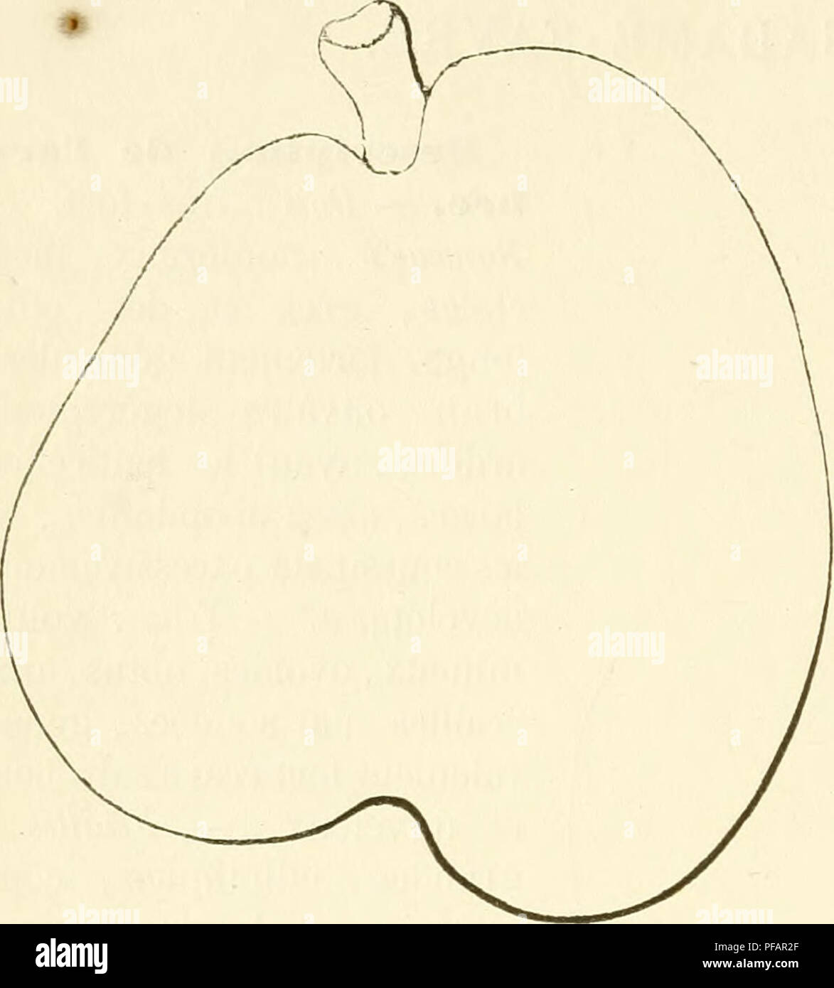 . Dictionnaire de pomologie, contenant l'histoire, la descrizione, la figura di frutti des Anciens et des frutti modernes les plus gÂ©nÂ©ralement connus et cultivÂ©s. Frutti-coltura. 380 M AD r MADAME FRA-gallina" Ã frutto remoti Ã 1861. Moltiplicazione Sa data de 1863; MM. Perrier pí¨re et Fils, Pí©piniÃ©ristes Ã Sennecey-le-Grand (SaÃ'ne-et-Loire), ont Ã©tÃ© propagateurs ses. Poire MADAME DE FRANCE. Â Synonyme de poire de Madame. Voir ce nom. 653. Poire MADAME HENRI DESPORTES. Deseriiition de l'arbre. Â Bois : TRÍ¨s-fort. Â Rameaux : nom- breux, lÃ©gÃ¨rement Ã©talÃ©s et parfois complÃ¨tement Ã©r Foto Stock