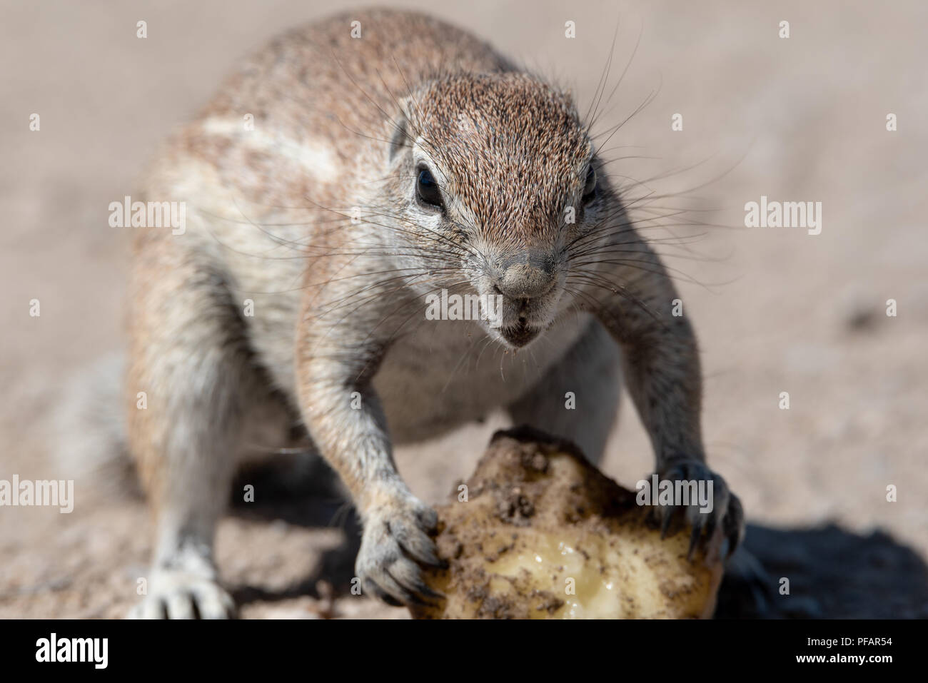 Carino bella terra marrone squirrel mangiare un frutto, all'estremo vicino fino angolo Foto Stock