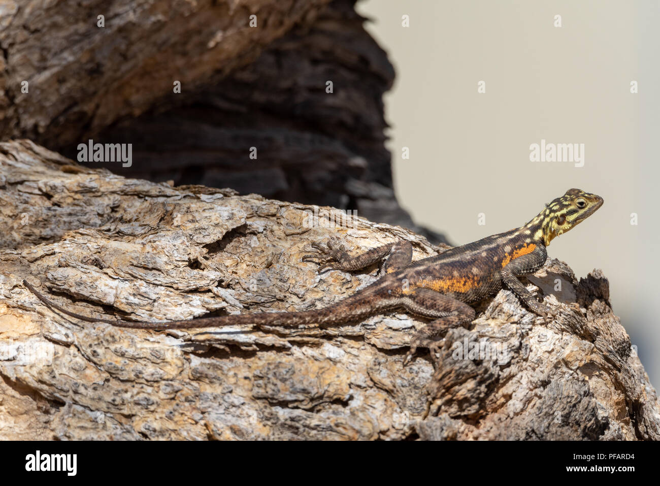 Molto colorata rock namibiano AGAMA SA, lizard reptile, giallo testa e corpo di colore arancione seduto su una roccia, Namibia Foto Stock