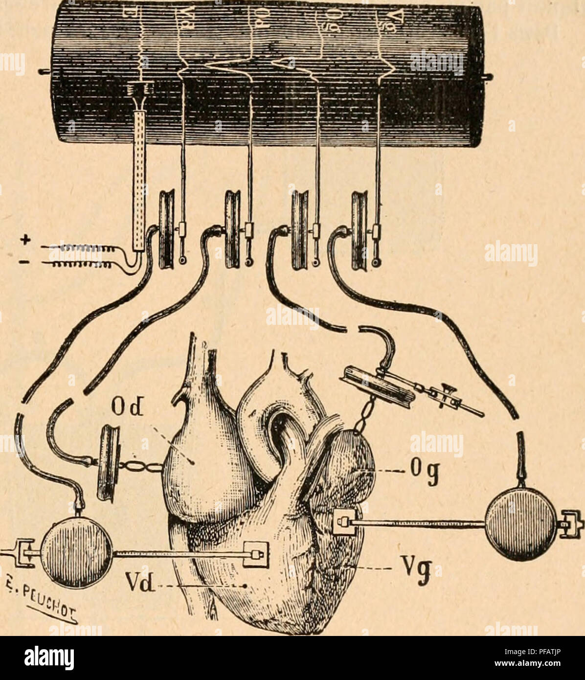 . Dictionnaire de physiologie. Fisiologia. GRAPHIQUE (Méthode). 919 longitudinales du cÅur et les contrazioni des Piliers. Voici le procédé qu'ils ont employé: Onu petit support portant onu levier est fixé au moyen d'onu crochet sur la paroi cardiaque. Sur le levier, une petite poulie peut glisser dans une coulisse ; sur cette poulie passe onu fil dont l'une des extrémités est Iixée par crochet onu au cÅur et l'autre extrémité au petit Bras d'onu des deux leviers enregistreurs qui sont placés au-dessus du cÅur. Le deuxième levier enregistreur est destiné à enregistrer les contrazioni Foto Stock