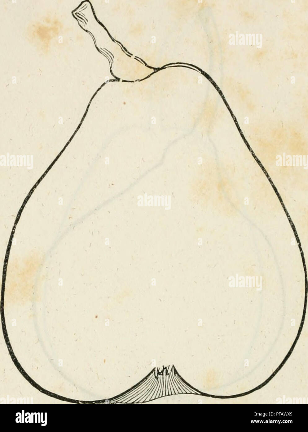 . Un dizionario di giardinaggio moderno. Il giardinaggio. Il segnale di PEA 444 il segnale di PEA Fig. 122.-(P. 439.). La fecondità è aumentata se i rami sono fissate verso il basso in modo che i loro punti sono al di sotto del livello delle loro basi. I germogli dell'anno corrente sono piegati verso il basso quando è completamente coltivato, circa la fine di luglio e fissato in una posizione pendenti da filamenti di bass ; m corso dell'inverno, questi frammenti vengono rimossi per ammettere di potatura;, quando i germogli si trovano ad avere preso una serie; nel corso dell'estate, come crescere vigorosamente sono di nuovo legata allo scopo di controllare il vigore dei giovani germogli e da ostacolare Foto Stock