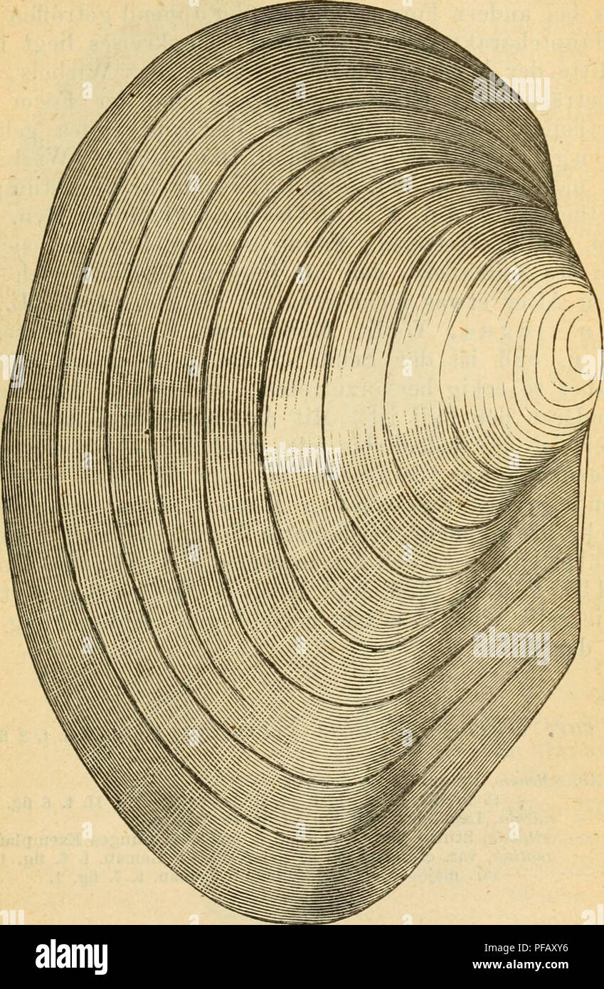 . Deutsche escursioni-mollusken-fauna. Molluschi. 4B7 wÃ¶lbt, Hinterrand kurz, beim Znsammentrefifen mit dem Unterrande eine breite, stumpfe, abgerundete Ecke bildend ; Perlmutter ha rein, blÃ¤ulich sehr glÃ¤nzend, Muskelnarben deutlich.. Â ^^LÃ¤esn 130â190 mm , Breite 65-80 mm., Dicke 45â60M. R^l Wohnort: in Weihern mit erdig schlammigem, nicht oder sehr wenig mit gemischtem Pflanzenhumus Boden.. Si prega di notare che queste immagini vengono estratte dalla pagina sottoposta a scansione di immagini che possono essere state migliorate digitalmente per la leggibilità - Colorazione e aspetto di queste illustrazioni potrebbero non perfettamente assomigliano a th Foto Stock