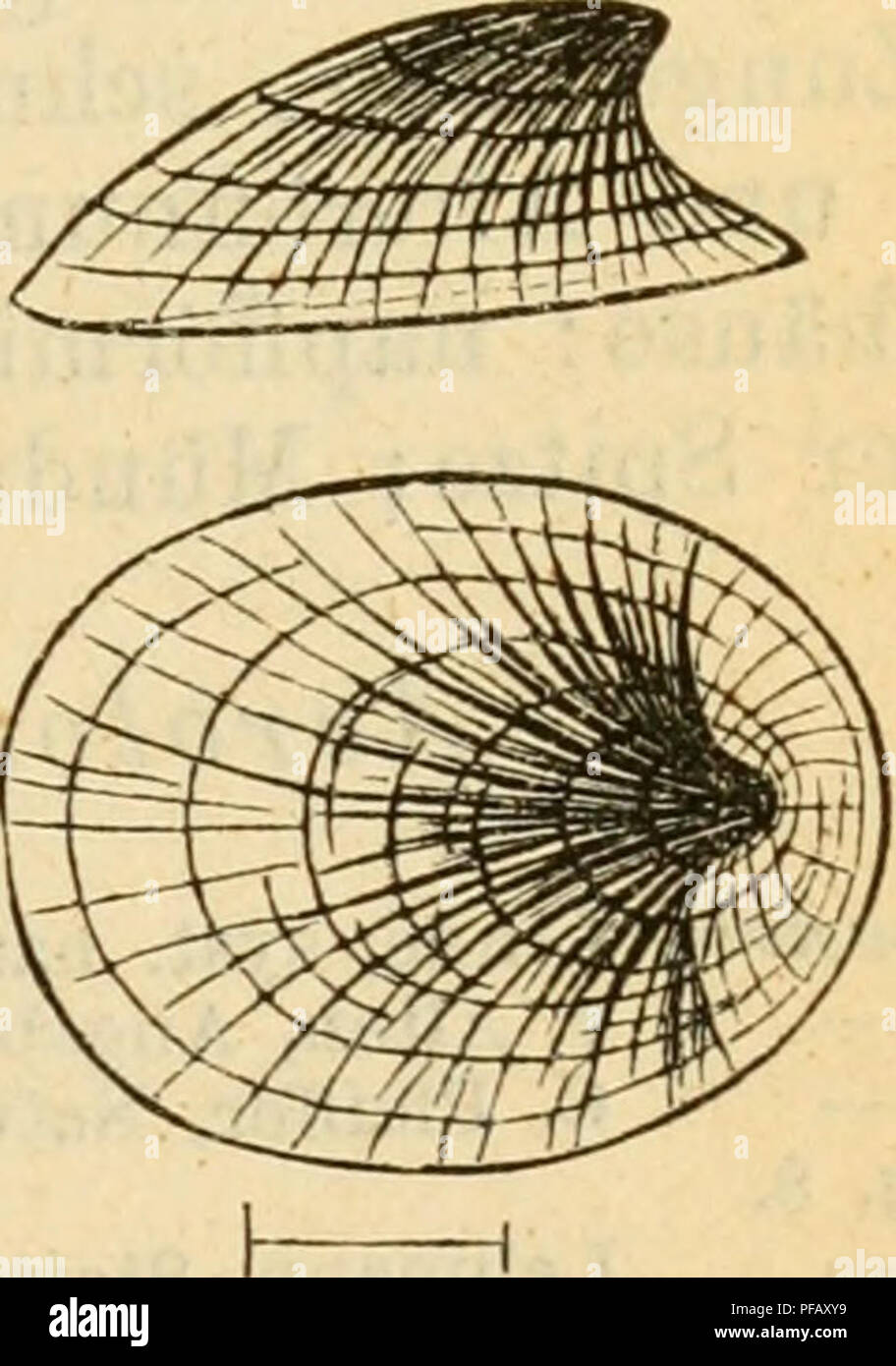. Deutsche escursioni-mollusken-fauna. Molluschi. Un. deperditus, z. Un. lepidus, Colb, 2. Var. lepidus, Jul. Colbeau, Annal. soc. malacol. 1! Flg. 14. III. t. in Gehäuse: niedrig, dünnschalig, mit wenig zurückgebo- gener, eingerollter Spitze; rasch gegen die Mündung sich erweiternd; Gehäusespitze etwa um Vö ^^"^ Gehäuselänge vom Aussenrande der Mündung entfernt; Mündung mehr rundlich. Gr. Durchm. 7 mm., kl. Durchm. 5,5 , Höhe 3 mm.. Si prega di notare che queste immagini vengono estratte dalla pagina sottoposta a scansione di immagini che possono essere state migliorate digitalmente per la leggibilità - Colorazione e aspetto del Foto Stock