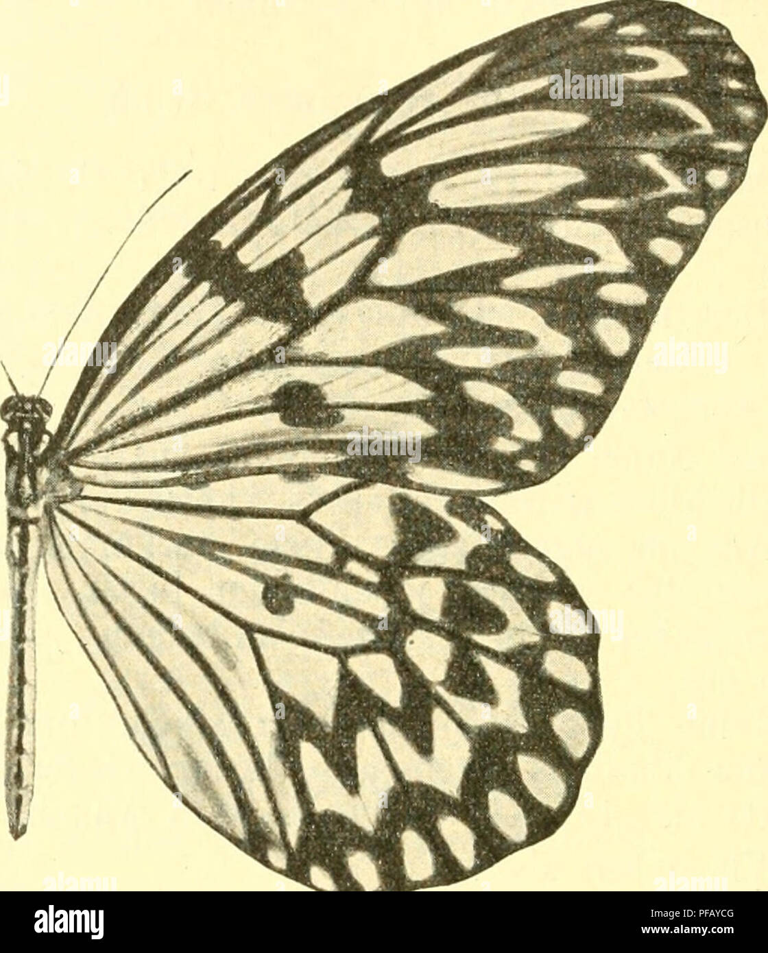Questo lavoro presenta studi dettagliati sui lepidotteri, tra cui le specie *Leucoce riukiineusis* e *nipponica*. Documenta i ritrovamenti entomologici a Okinawa e la collezione tenuta a Wiesbaden, offrendo informazioni sulle specie di falena e farfalla nella regione. Foto Stock