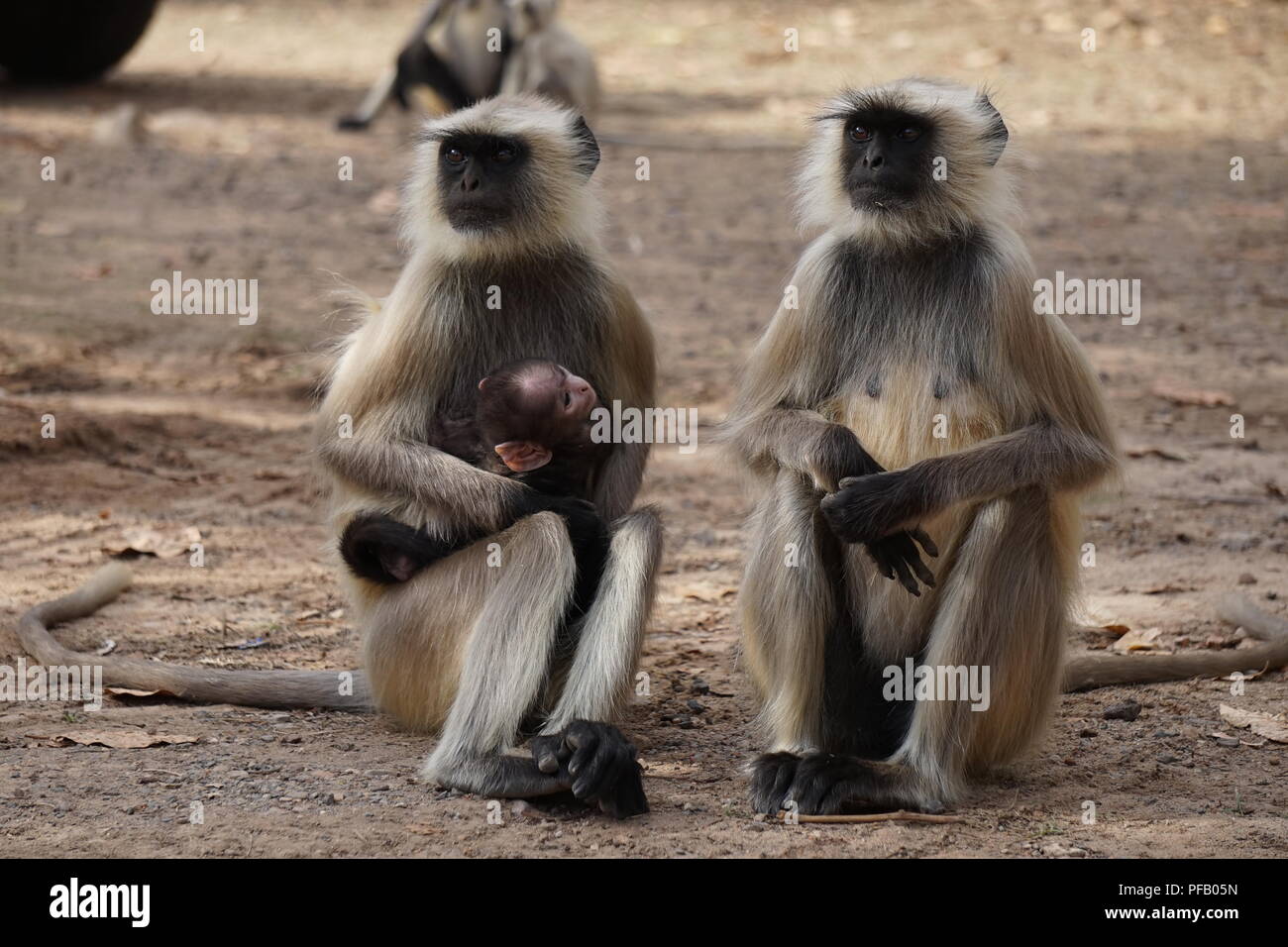 Due scimmie e una scimmia bambino seduto per terra nel Parco nazionale di Ranthambore, India Foto Stock