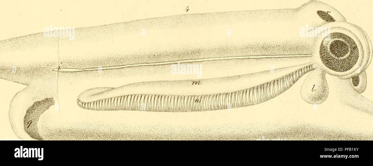. Descrizione e notomia degli animali invertebrati della Sicilia citeriore osservati vivi negli anni 1822-1830. ¢Â"Â"Â"ir. ^Â"Â"*j TnKWTc Ya^eak^ a//^i/a.4^ 'V' â â 3^ùit^0è cu^^t^^ut^^-/. Si prega di notare che queste immagini vengono estratte dalla pagina sottoposta a scansione di immagini che possono essere state migliorate digitalmente per la leggibilità - Colorazione e aspetto di queste illustrazioni potrebbero non perfettamente assomigliano al lavoro originale. Chiaje, Stefano delle. Napoli Foto Stock . Descrizione e notomia degli animali invertebrati della Sicilia citeriore osservati vivi negli anni 1822-1830. ¢Â"Â"Â"ir. ^Â"Â"*j TnKWTc Ya^eak^ a//^i/a.4^ 'V' â â 3^ùit^0è cu^^t^^ut^^-/. Si prega di notare che queste immagini vengono estratte dalla pagina sottoposta a scansione di immagini che possono essere state migliorate digitalmente per la leggibilità - Colorazione e aspetto di queste illustrazioni potrebbero non perfettamente assomigliano al lavoro originale. Chiaje, Stefano delle. Napoli Foto Stock