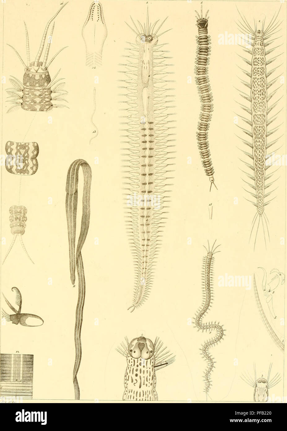 . Descrizione e notomia degli animali invertebrati della Sicilia citeriore osservati vivi negli anni 1822-1830. ^ù"ò.. o////aie^. Si prega di notare che queste immagini vengono estratte dalla pagina sottoposta a scansione di immagini che possono essere state migliorate digitalmente per la leggibilità - Colorazione e aspetto di queste illustrazioni potrebbero non perfettamente assomigliano al lavoro originale. Chiaje, Stefano delle. Napoli Foto Stock