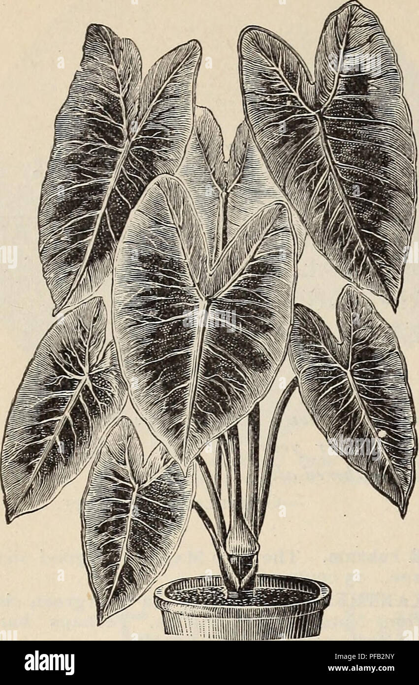 Questa illustrazione del catalogo Royal Palm Nurseries mostra l'Alocasia illustris, un'impressionante pianta ornamentale nota per le sue caratteristiche foglie di colore nero-viola. È ideale per gli ambienti ad acqua, con una crescita fino a 1,6 metri. Fa parte di un catalogo che descrive le piante tropicali e ornamentali. Foto Stock