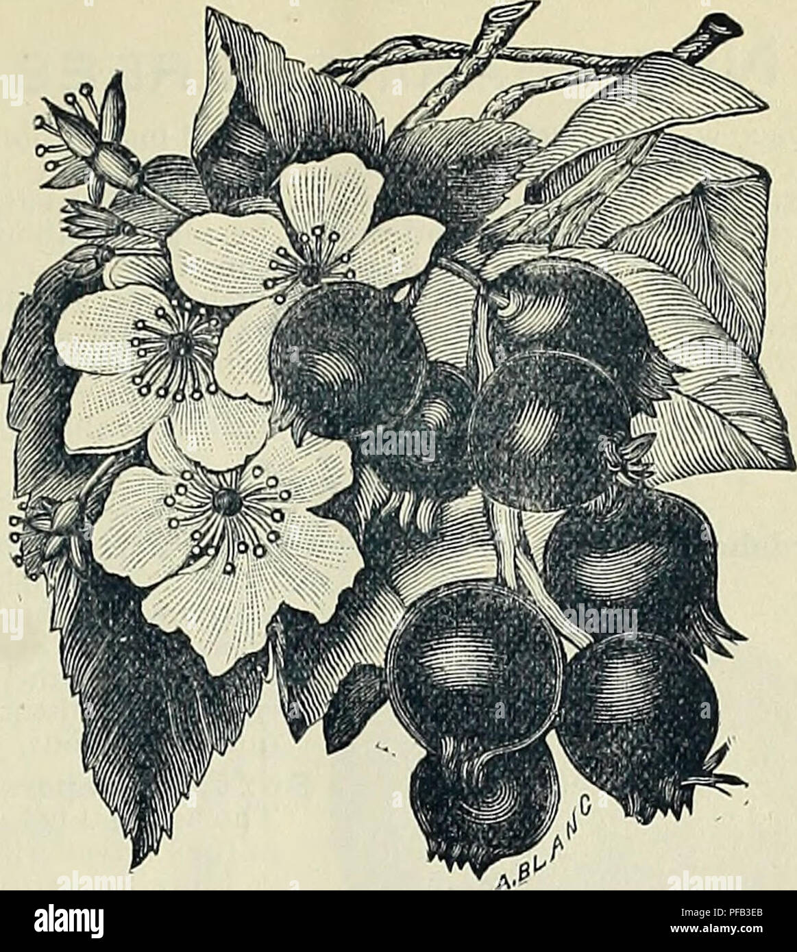 . Descrittivo e catalogo illustrato di alberi da frutta e piante ornamentali e rose. Vivai (orticoltura) Georgia Atlanta cataloghi; alberi da frutto piantine Cataloghi Cataloghi di frutta; piante ornamentali, cataloghi; fiori cataloghi; arbusti cataloghi. HARDY ARANCIONE. molla con splendida profusione. I fiori sono grandi, il bianco puro e di conferire allo stesso una squisita fra- grance come Altre arance. In abitudine la struttura ad albero viene dwarf, verticale e con abbondanti, ricco, verde scuro, tre- lobate fogliame, che rimane sull'albero fino a dopo il gelo e quindi cade. Così prezioso come ben meritare la coltivazione per la sua b Foto Stock